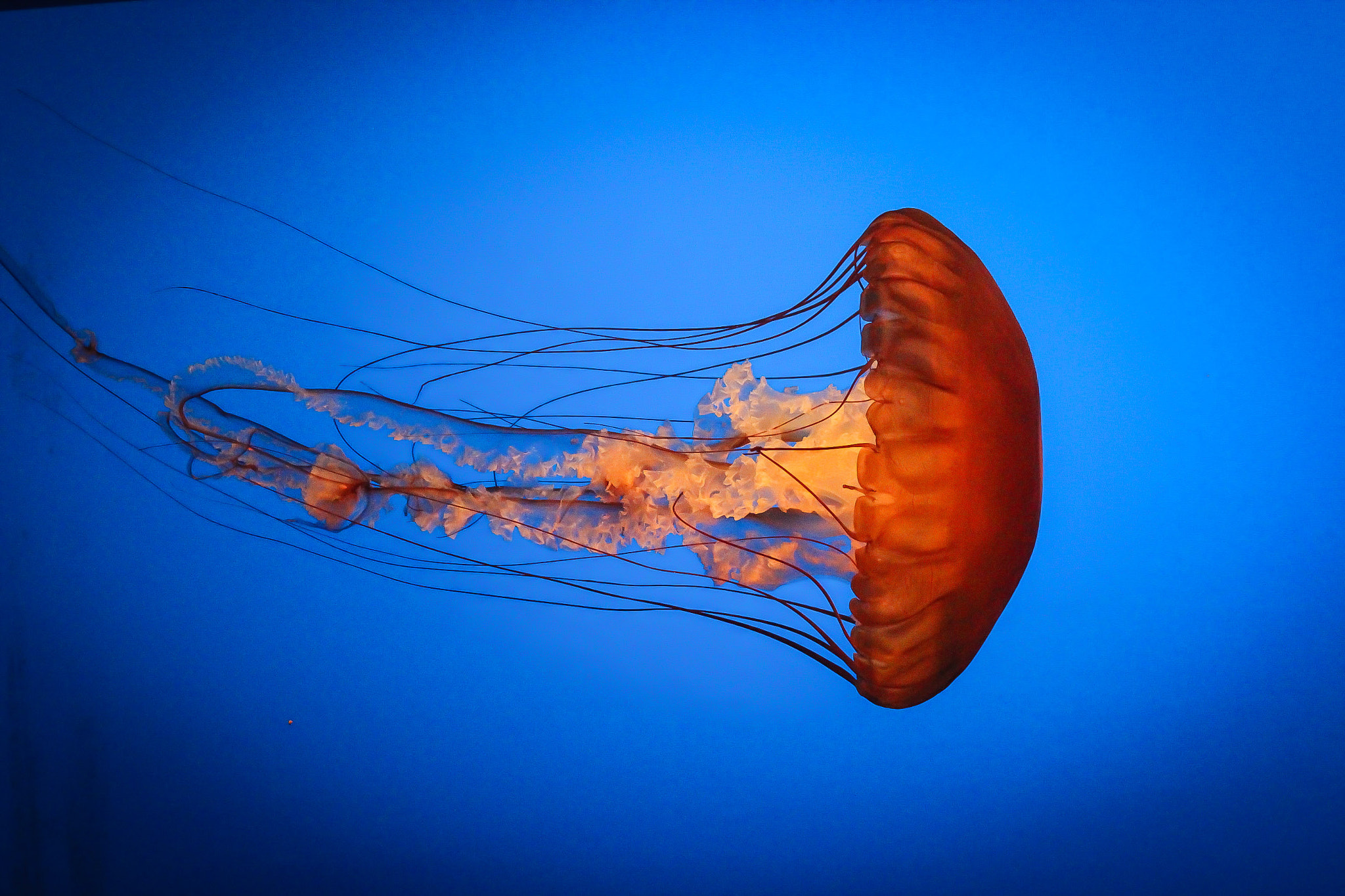 EF75-300mm f/4-5.6 sample photo. Jelly fish 2, 8.24.14 photography