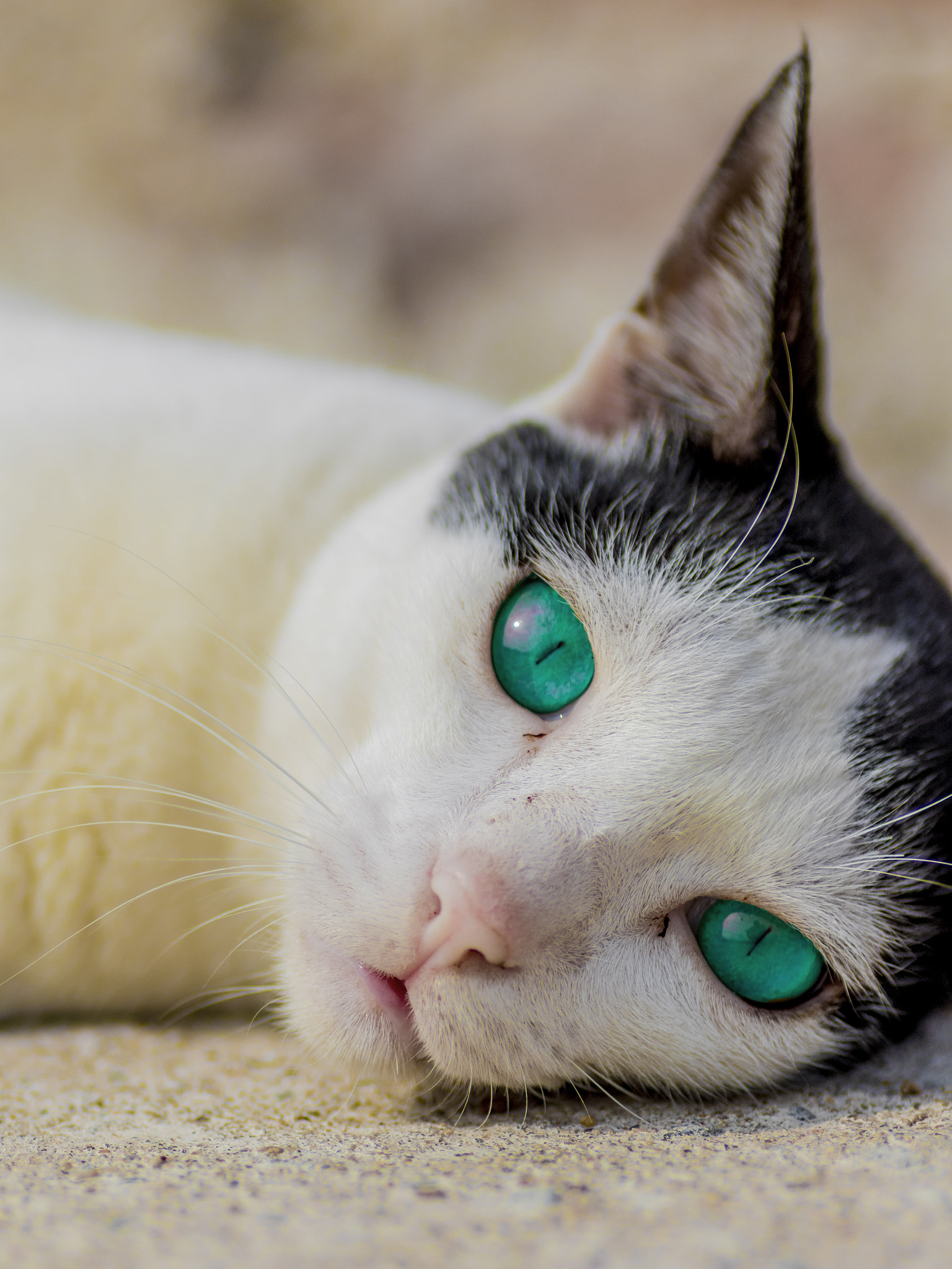 Canon EOS 7D Mark II + Tamron SP AF 90mm F2.8 Di Macro sample photo. Cat eyes  photography