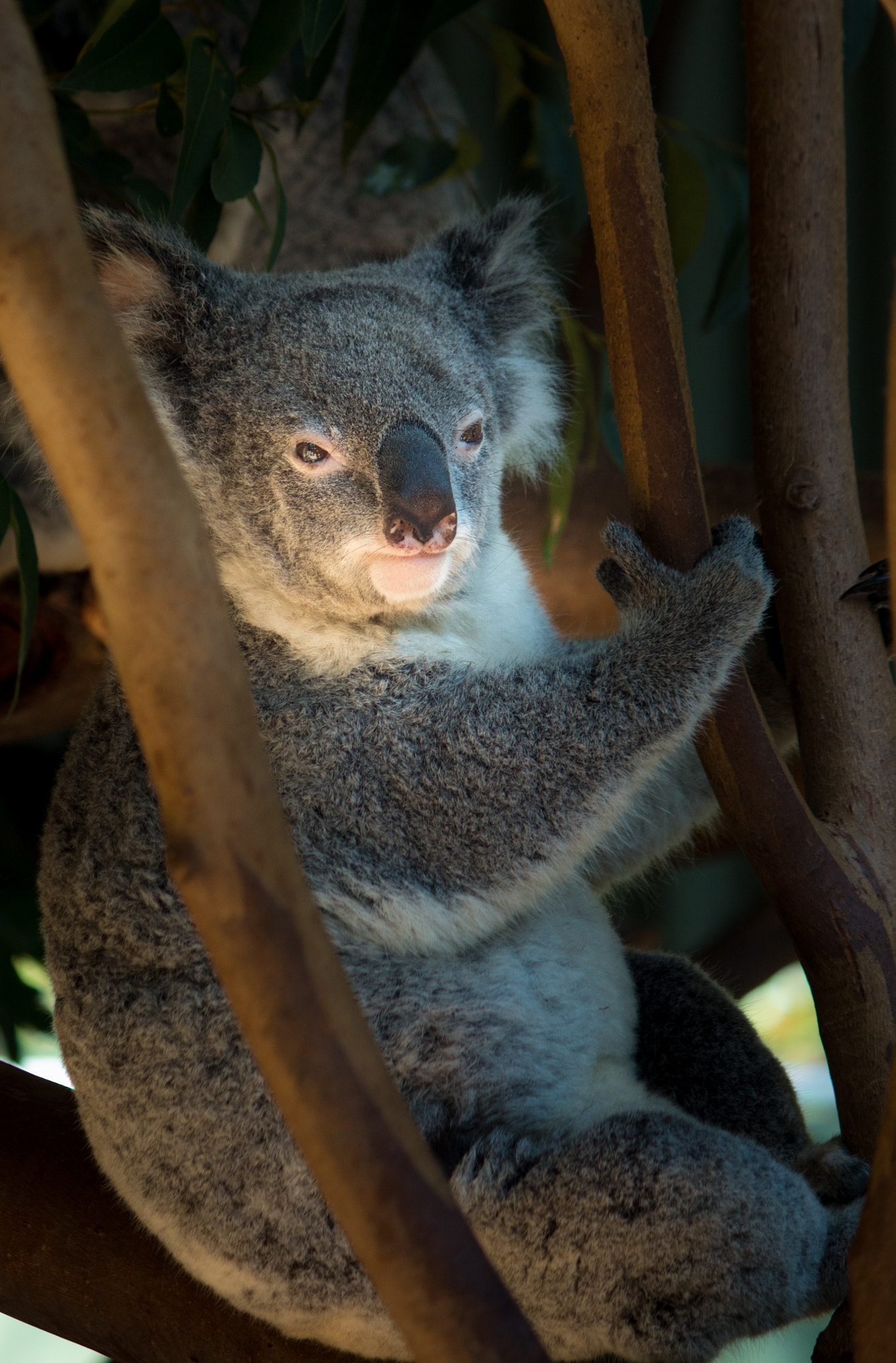 Canon EF-S 55-250mm F4-5.6 IS II sample photo. Koala bear photography