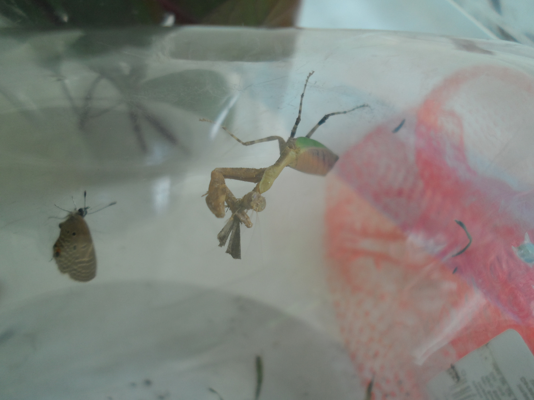 Samsung DV300 / DV300F / DV305F sample photo. Female praying mantis feeding photography