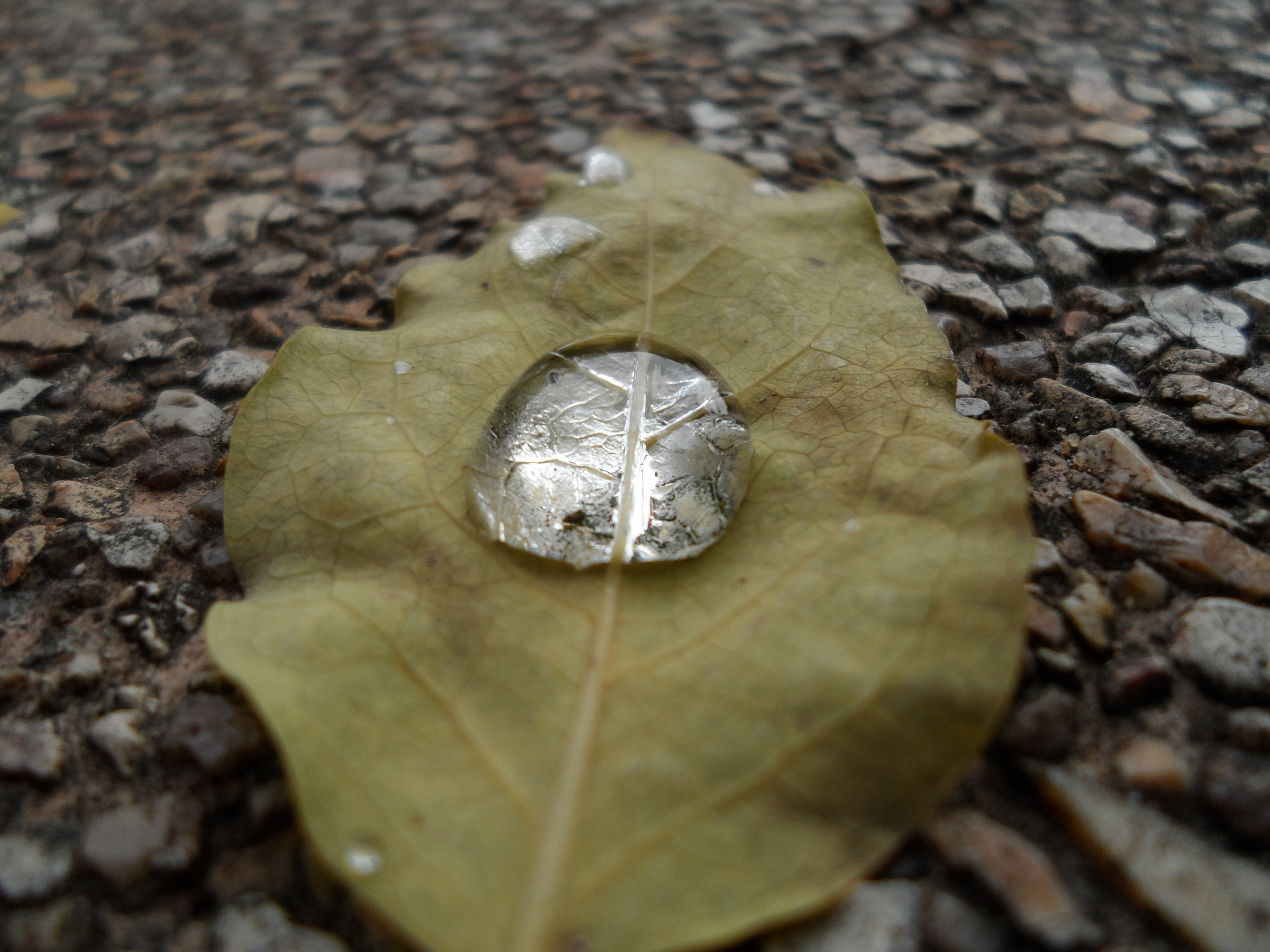 Samsung DV300 / DV300F / DV305F sample photo. After the rain photography