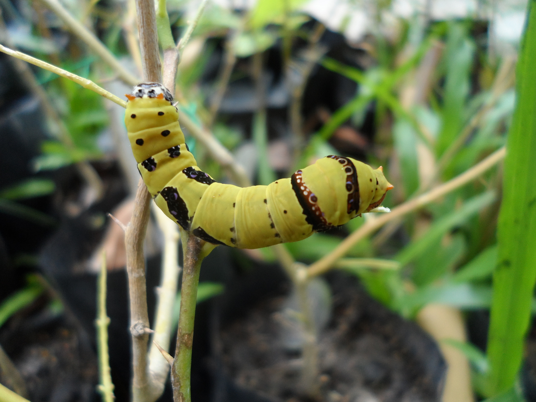 Samsung DV300 / DV300F / DV305F sample photo. Hanging caterpillar photography