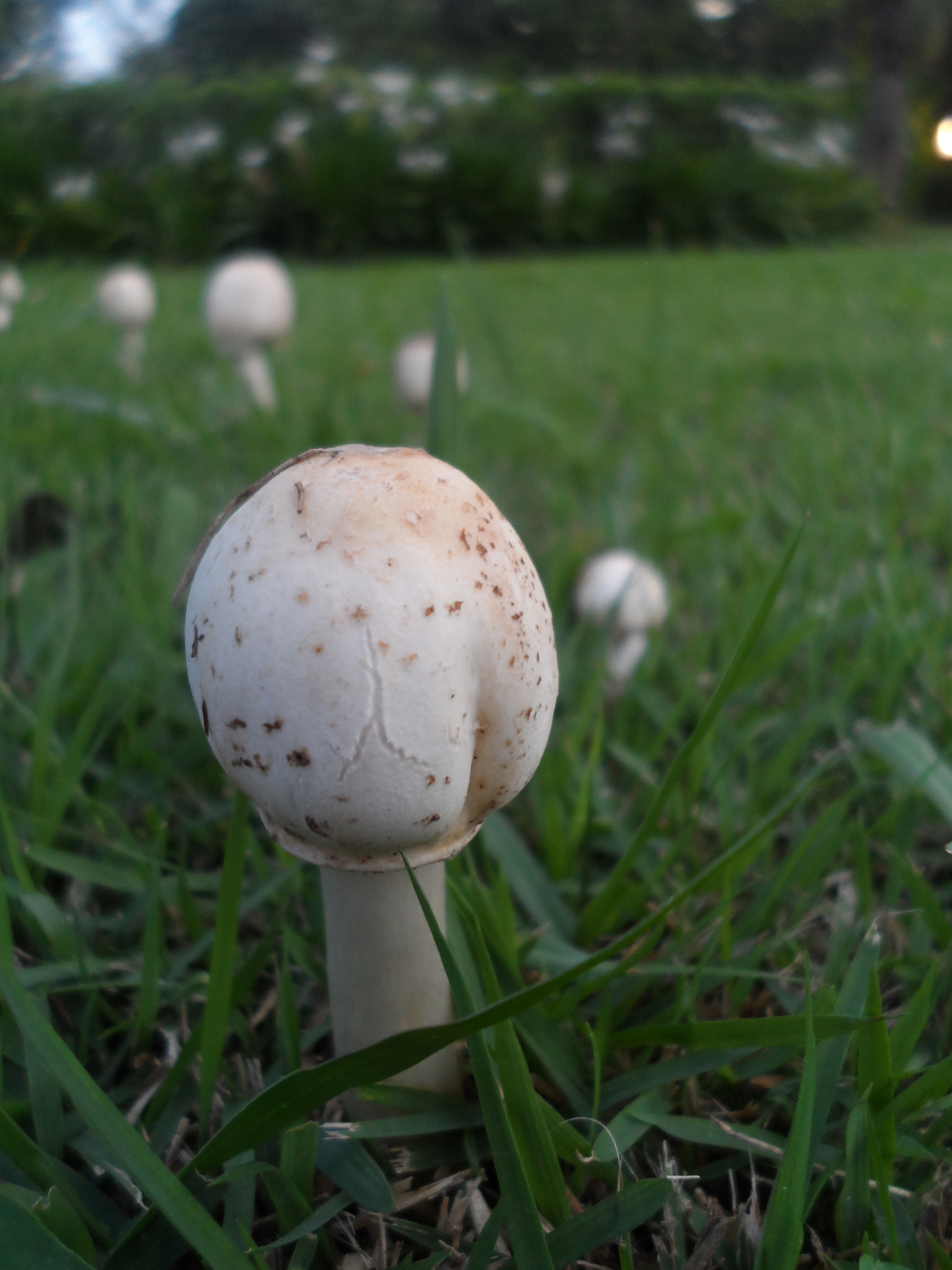 Samsung DV300 / DV300F / DV305F sample photo. Circle of mushrooms photography