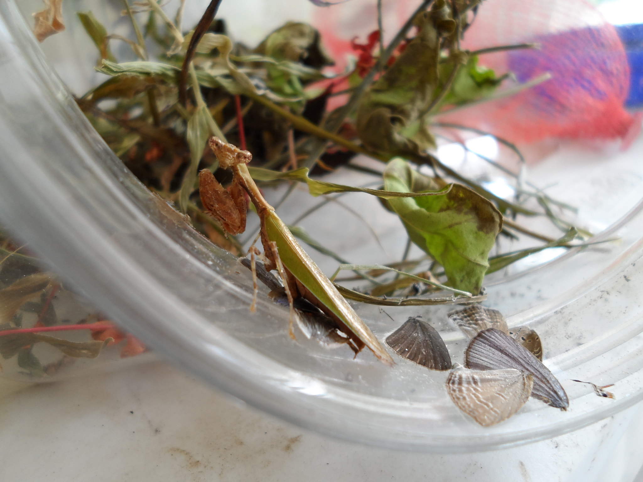 Samsung DV300 / DV300F / DV305F sample photo. Female praying mantis photography