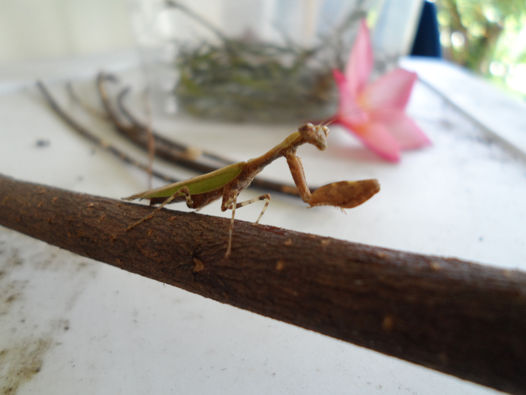 Samsung DV300 / DV300F / DV305F sample photo. Female prayingmantis photography