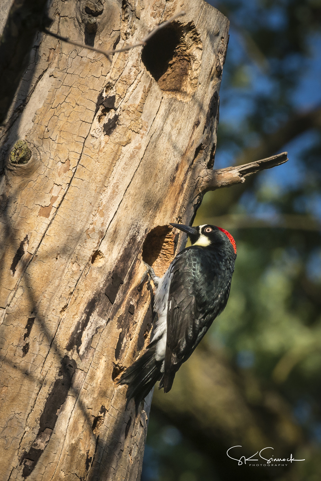 Nikon D800 sample photo. Acorn woodpecker photography