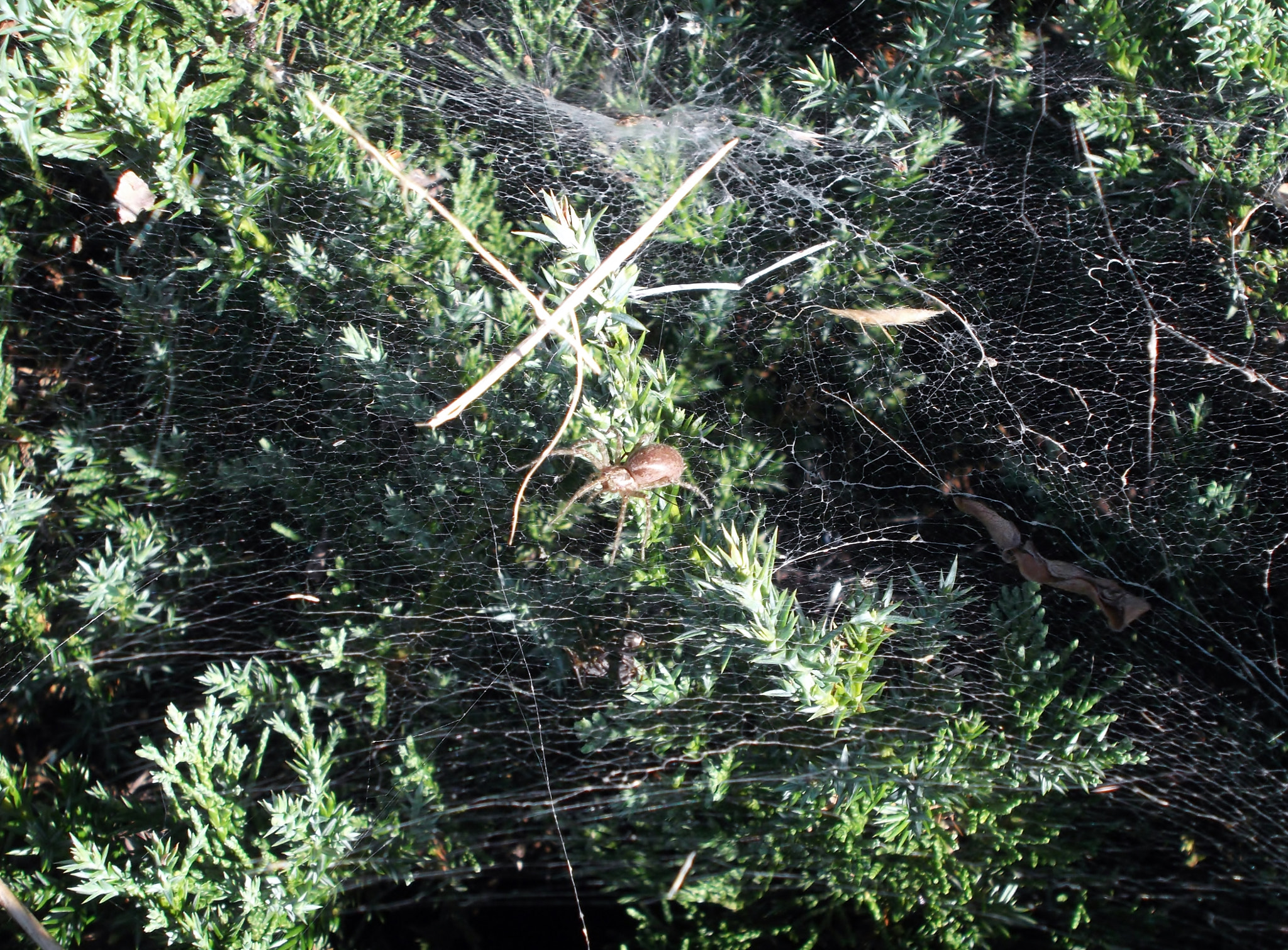 Fujifilm FinePix JX500 sample photo. Tunnel spider in seoul photography