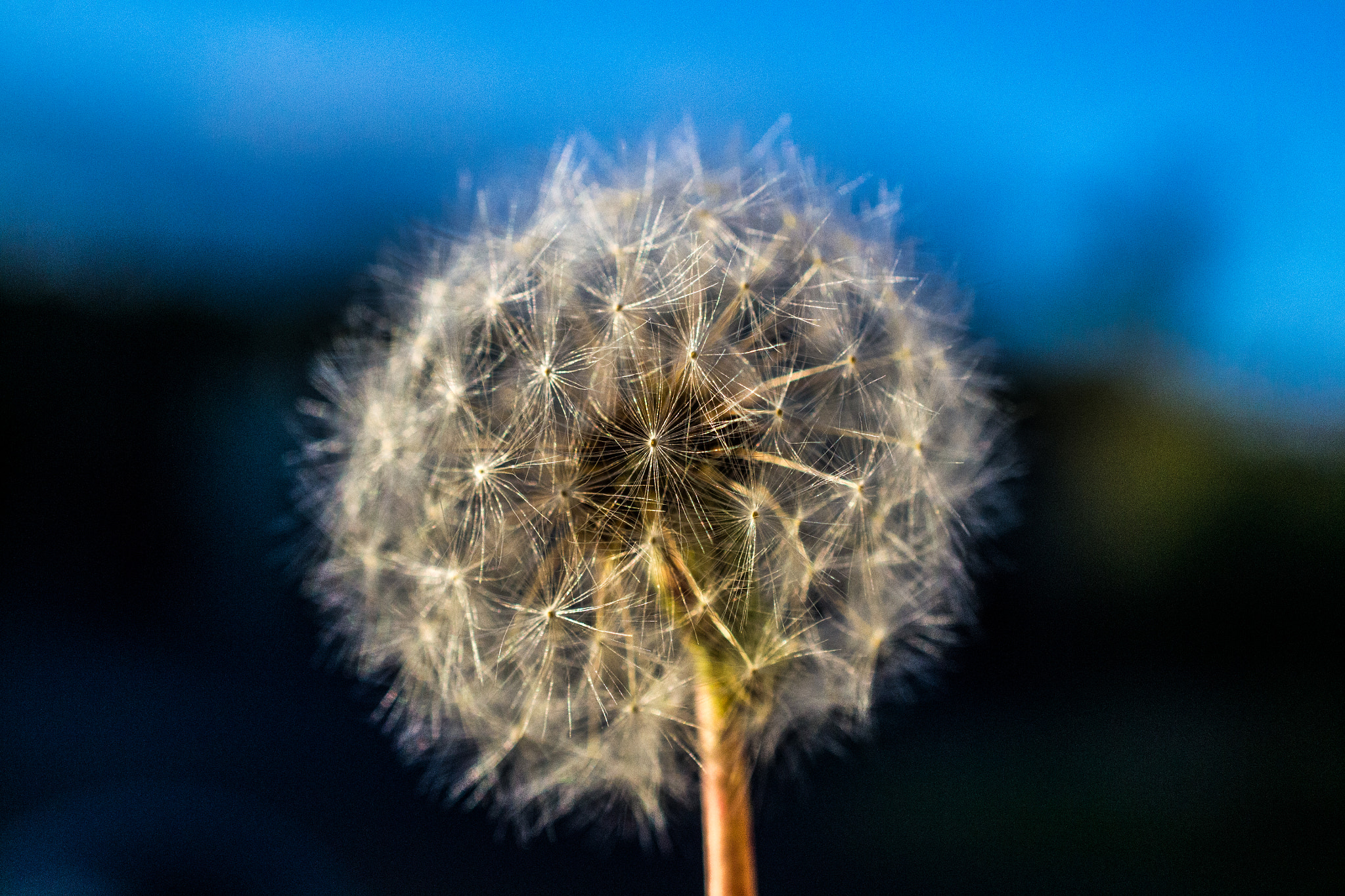Nikon AF-S DX Micro Nikkor 40mm F2.8 sample photo. Dandelion photography