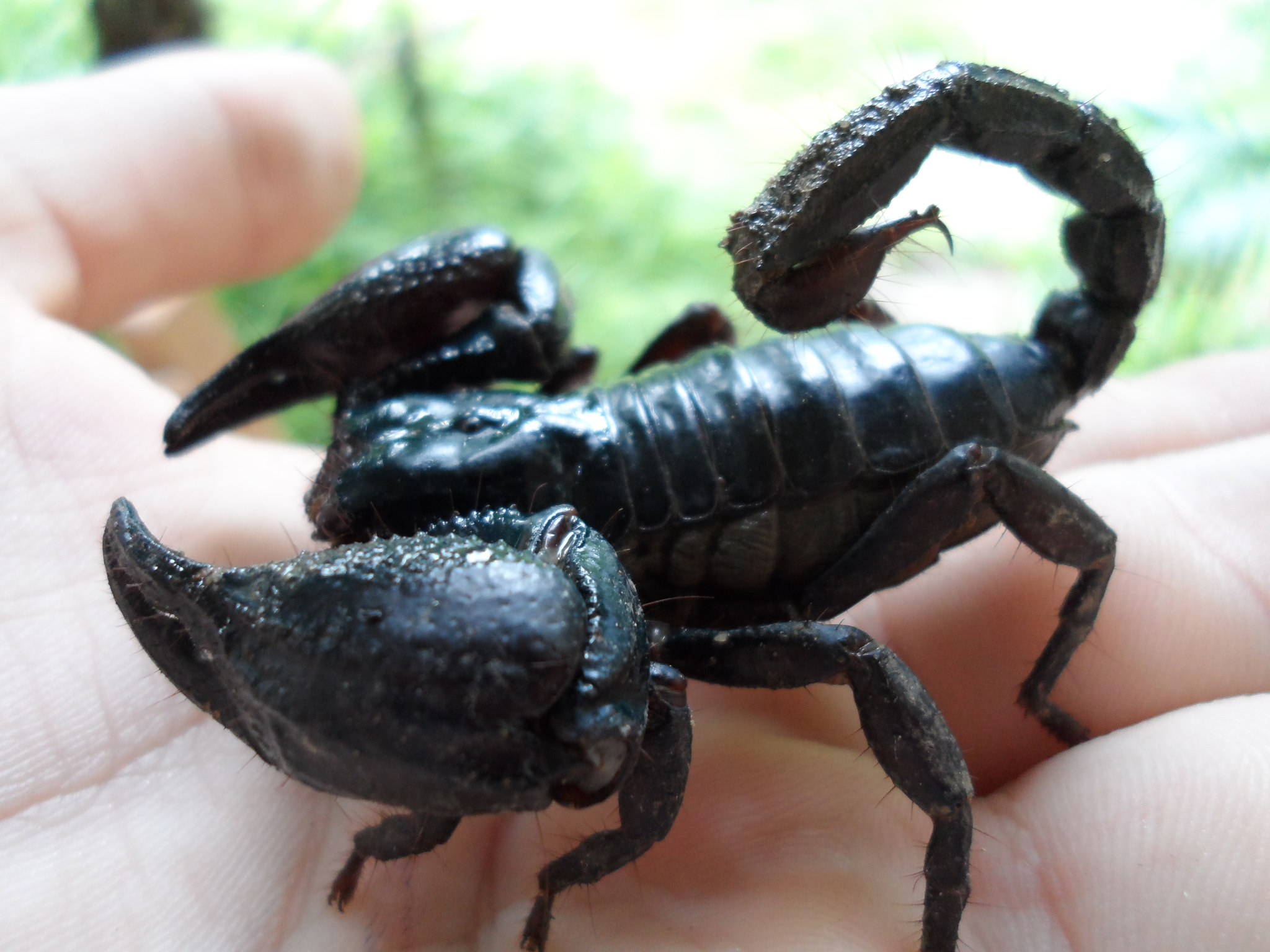 Samsung DV300 / DV300F / DV305F sample photo. Holding an asian forest scorpion in thailand photography
