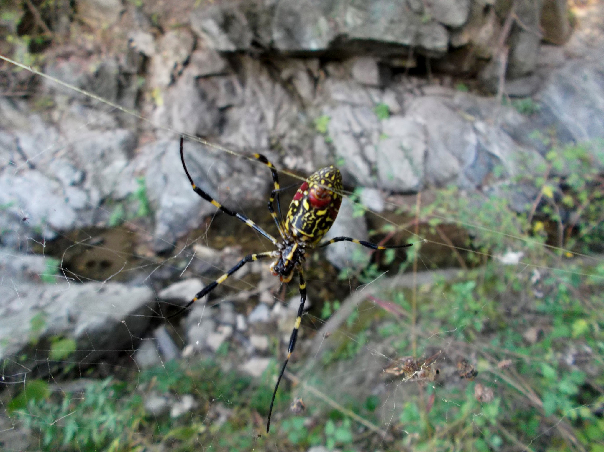 Fujifilm FinePix JX500 sample photo. Spider in korea photography