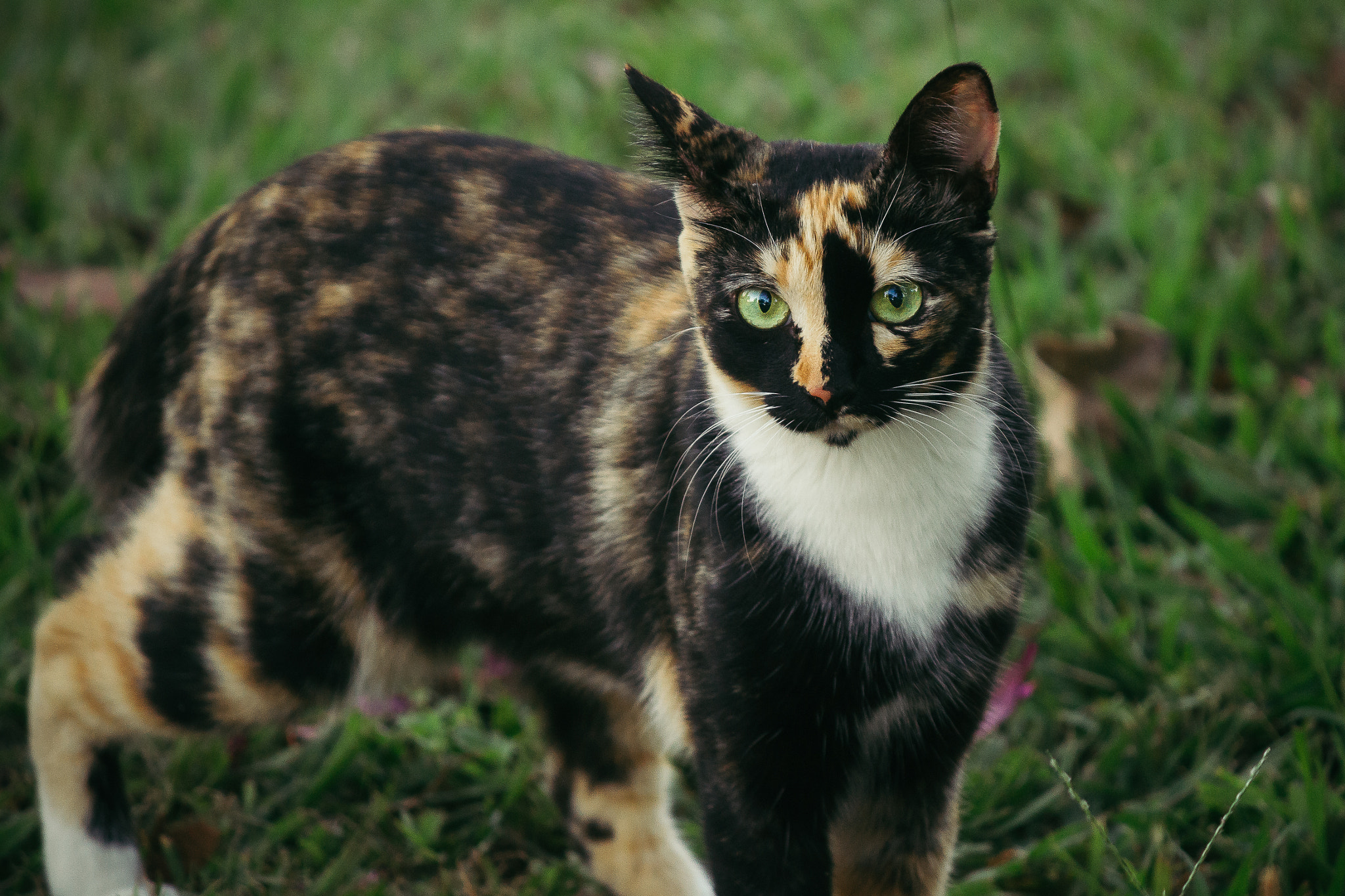 Canon EF-S 55-250mm F4-5.6 IS II sample photo. Green eyes photography