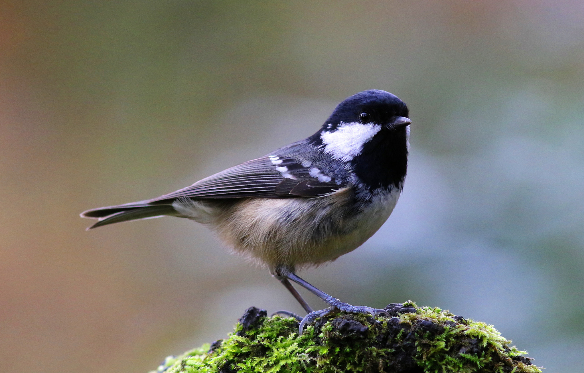 Canon EF 300mm F4L IS USM sample photo. Coal tit photography