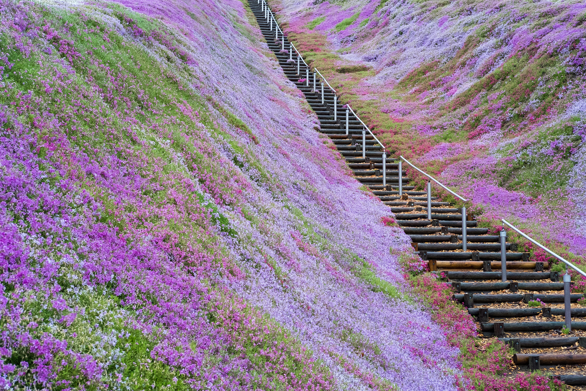 Fujifilm X-Pro1 sample photo. Pink flood photography