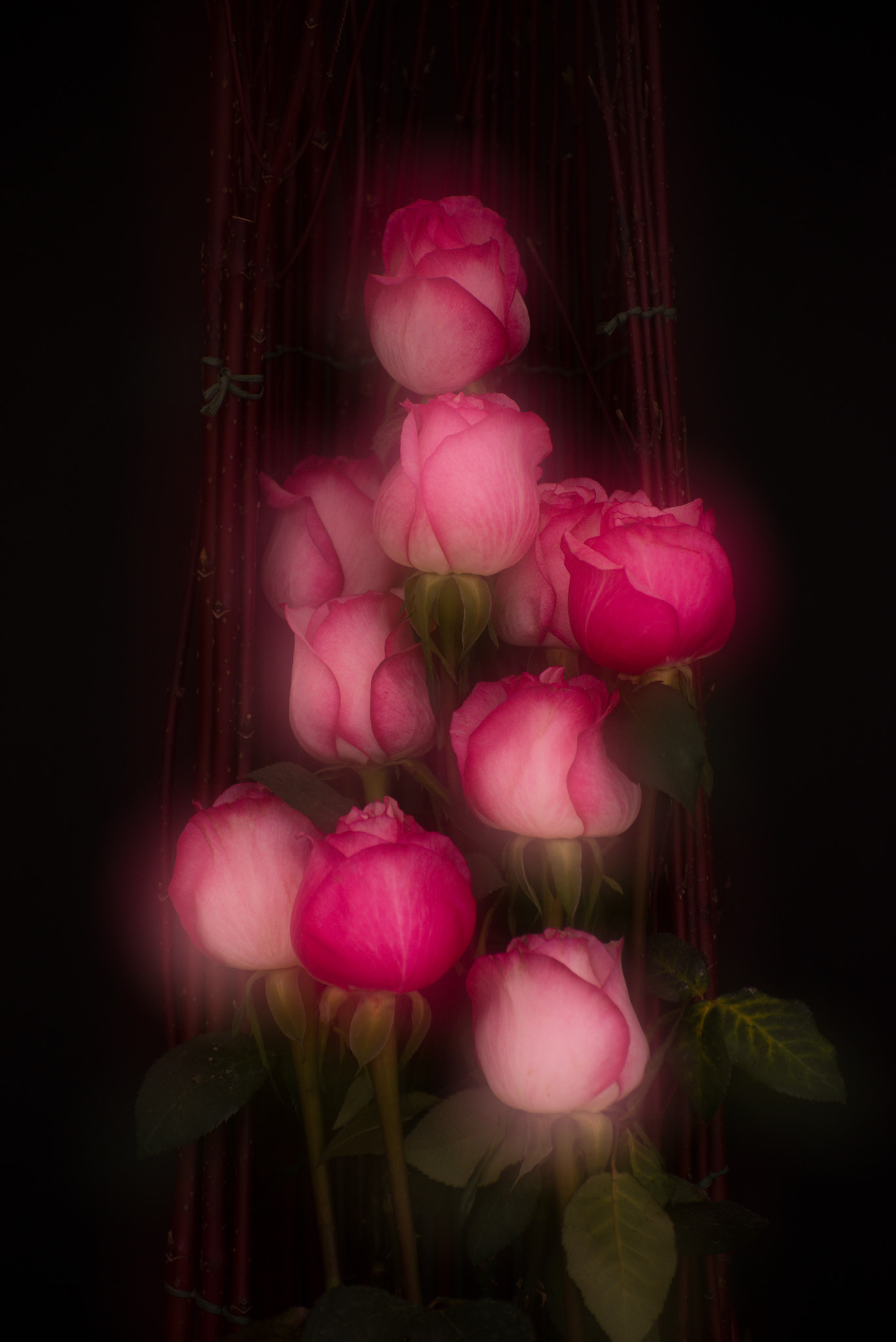 Nikon D800E sample photo. Apple rose photography