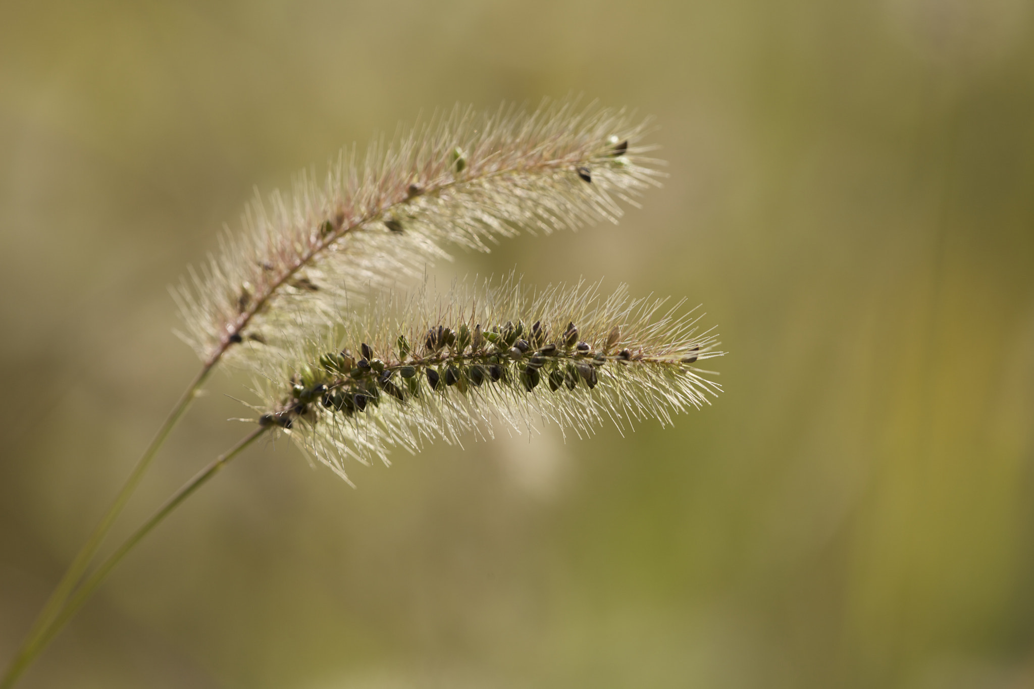 Canon EF 180mm F3.5L Macro USM sample photo