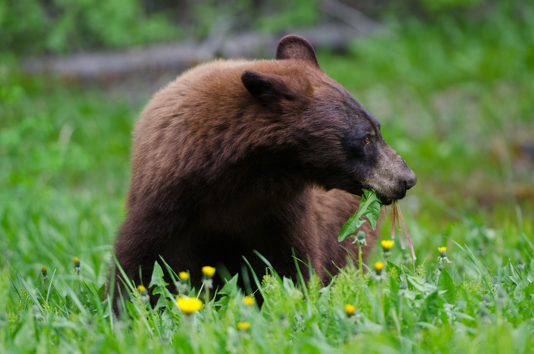 Nikon AF-S Nikkor 70-200mm F2.8G ED VR II sample photo. My friend, the bear photography