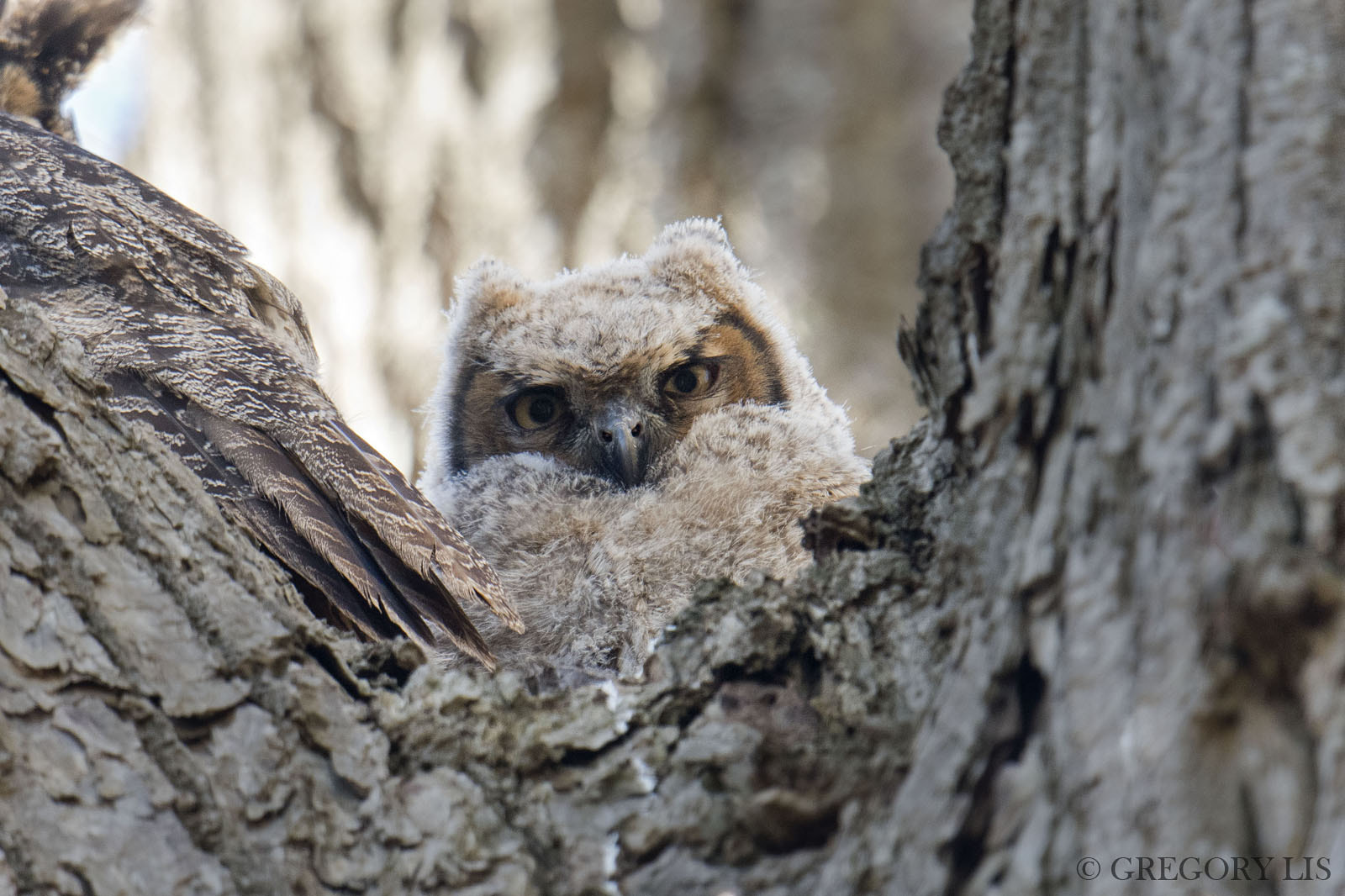 Nikon D810 + Nikon AF-S Nikkor 500mm F4G ED VR sample photo. Great horned owlet photography