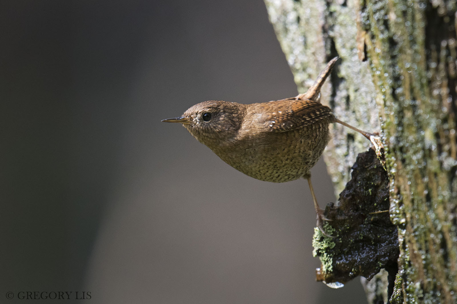 Nikon D810 + Nikon AF-S Nikkor 500mm F4G ED VR sample photo. Pacific wren photography