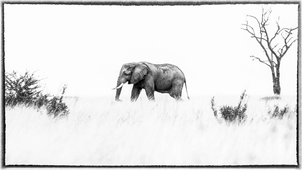 Nikon D90 sample photo. Savuti elephant photography