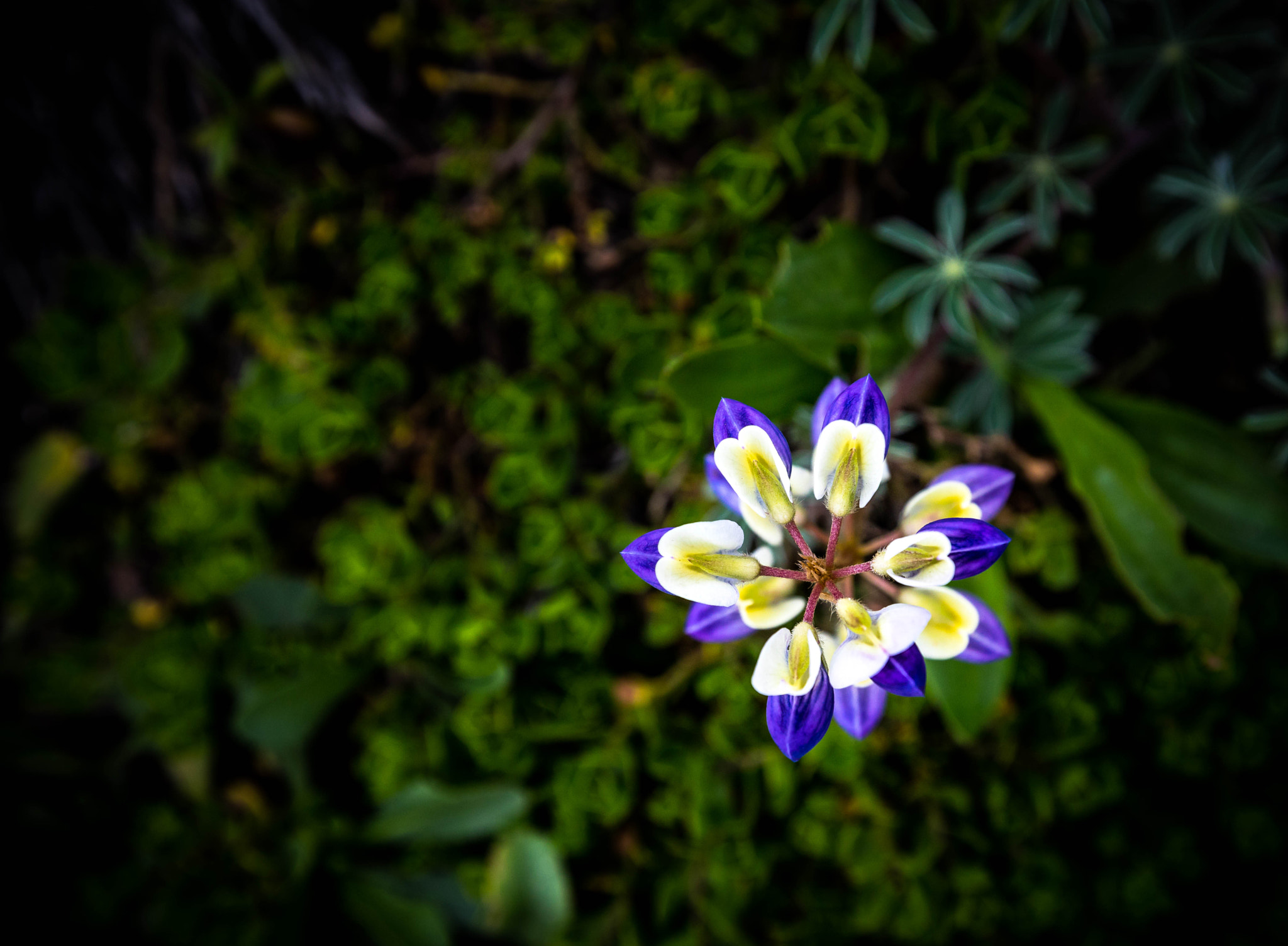 Canon EF 16-35mm F2.8L II USM sample photo. Ba photography