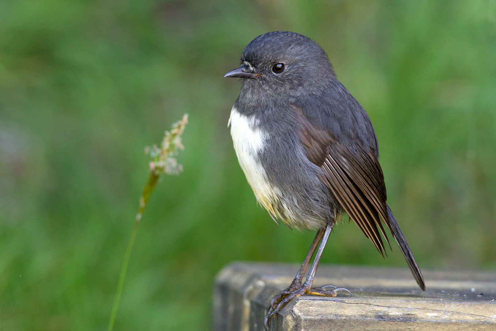 Canon EOS 7D + Canon EF 400mm F5.6L USM sample photo. On the bench photography