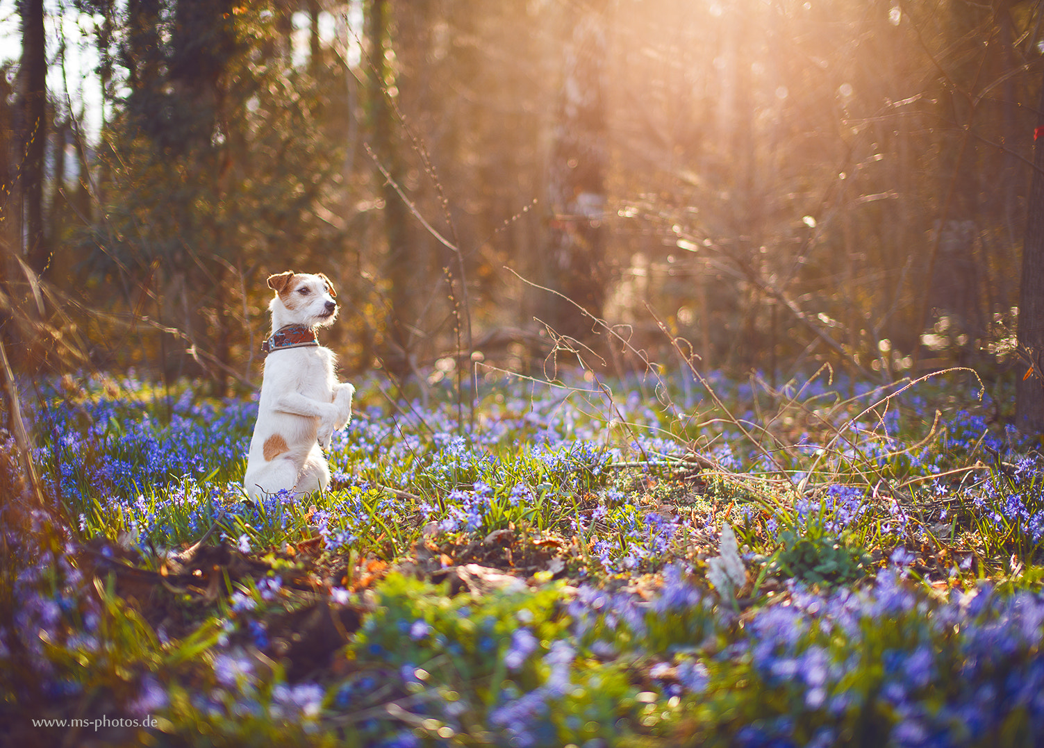 Sigma 50mm F1.4 EX DG HSM sample photo. Spring photography