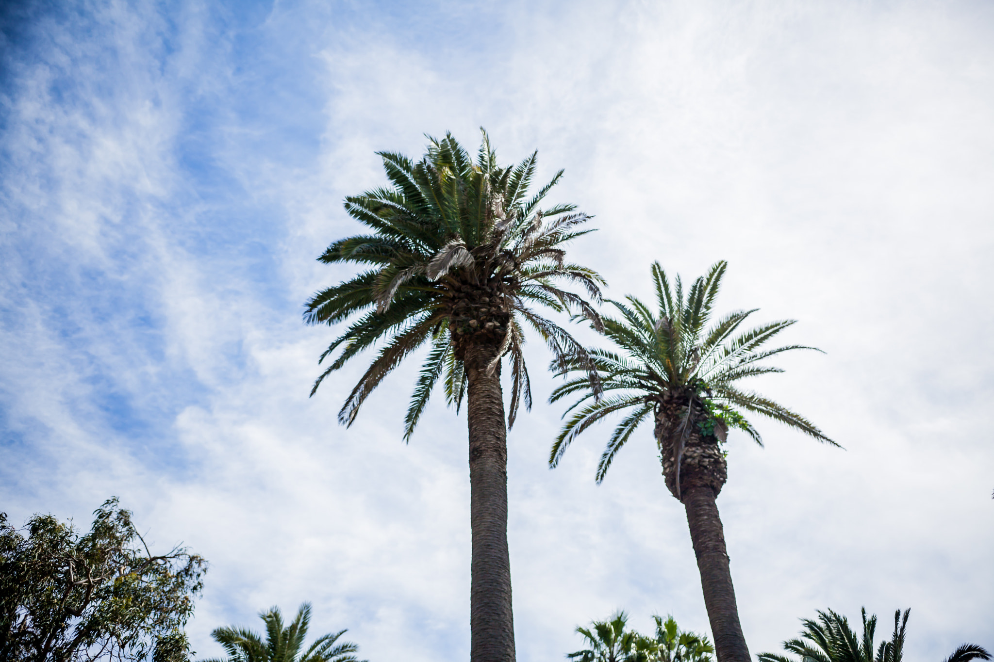 Sigma 18-35mm f/1.8 DC HSM sample photo. Santa monica & route 66 photography
