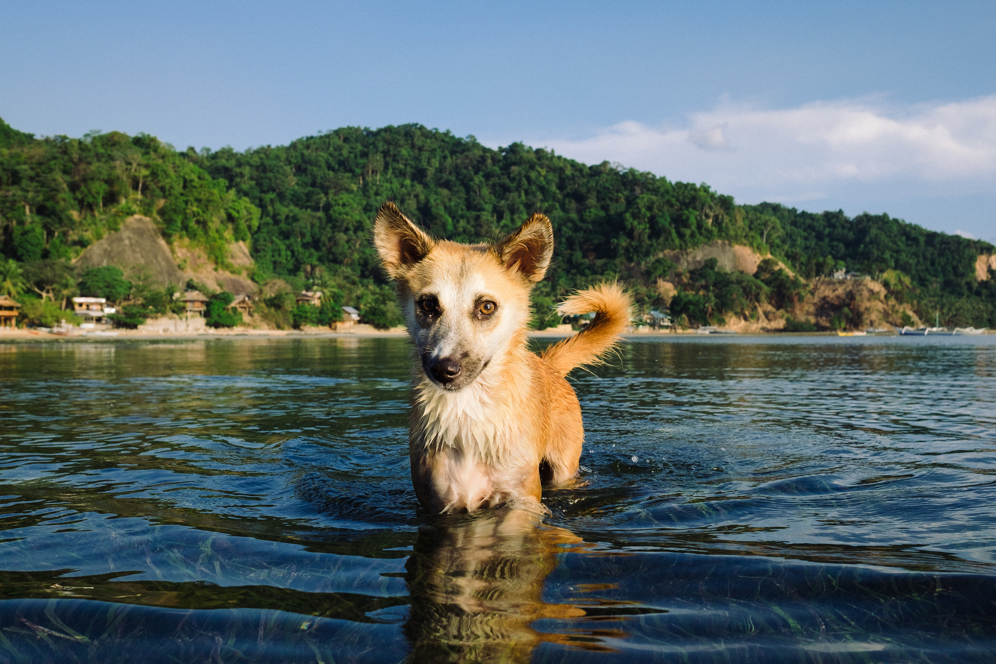 Fujifilm X-T1 sample photo. Dog, el nido, philippines photography