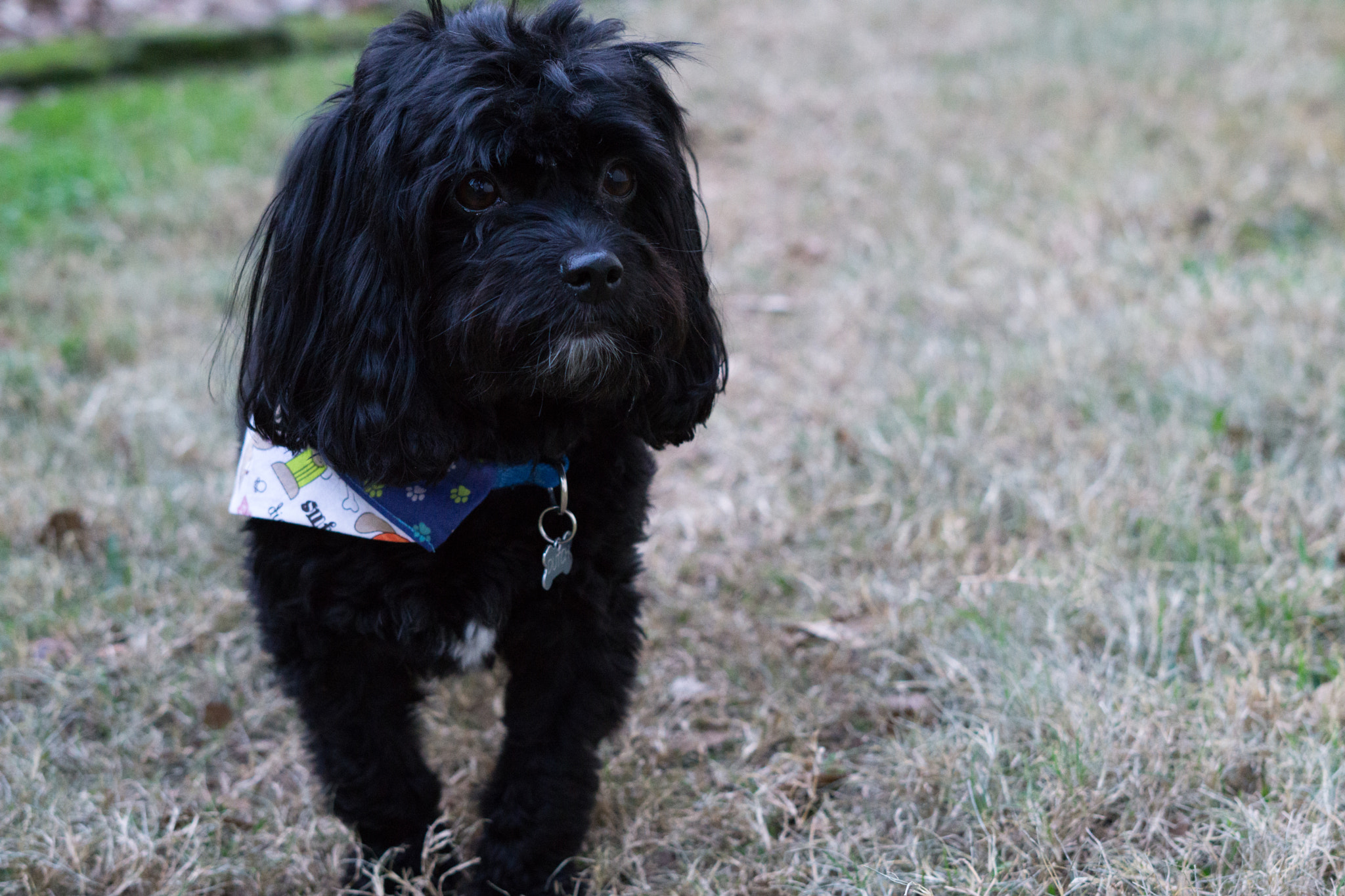 Sony FE 50mm F1.8 sample photo. Dsc photography