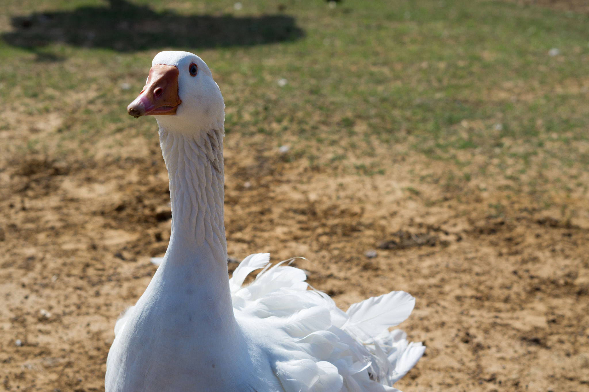 Sony FE 50mm F1.8 sample photo. Dsc photography