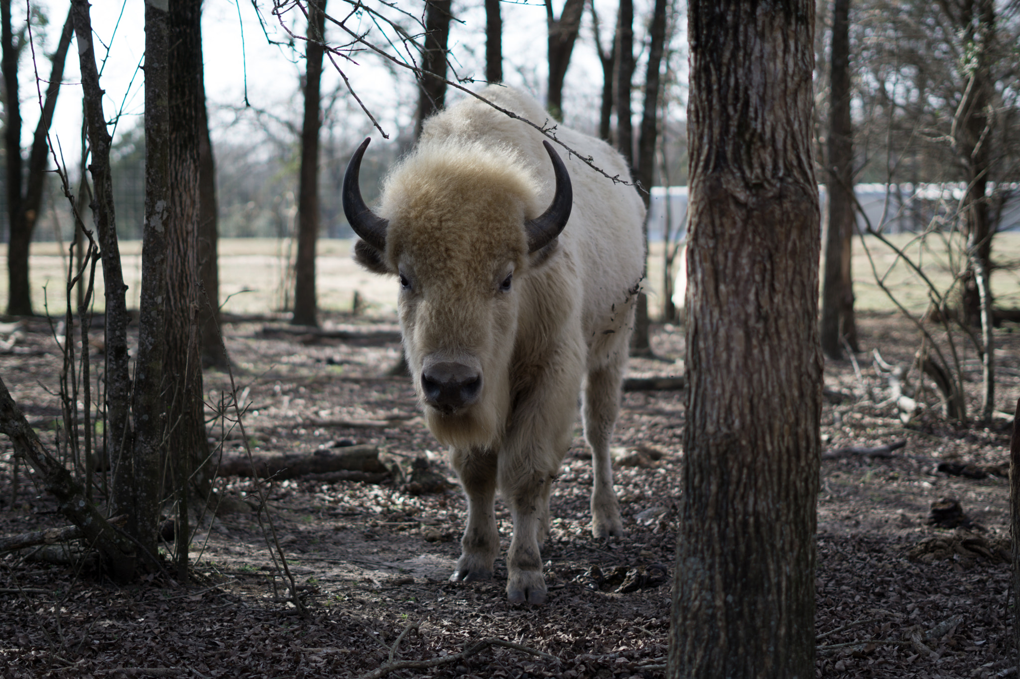 Sony FE 50mm F1.8 sample photo. Dsc photography