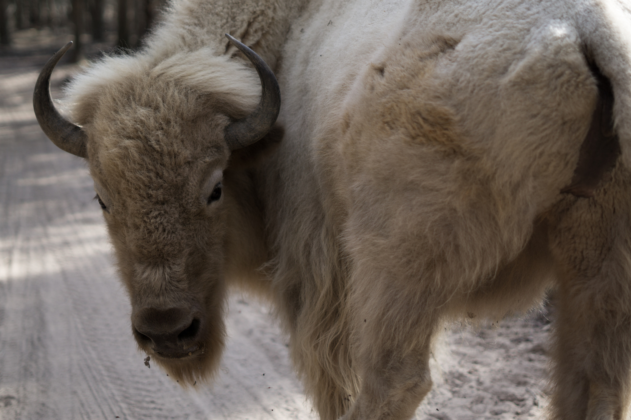 Sony FE 50mm F1.8 sample photo. Dsc photography