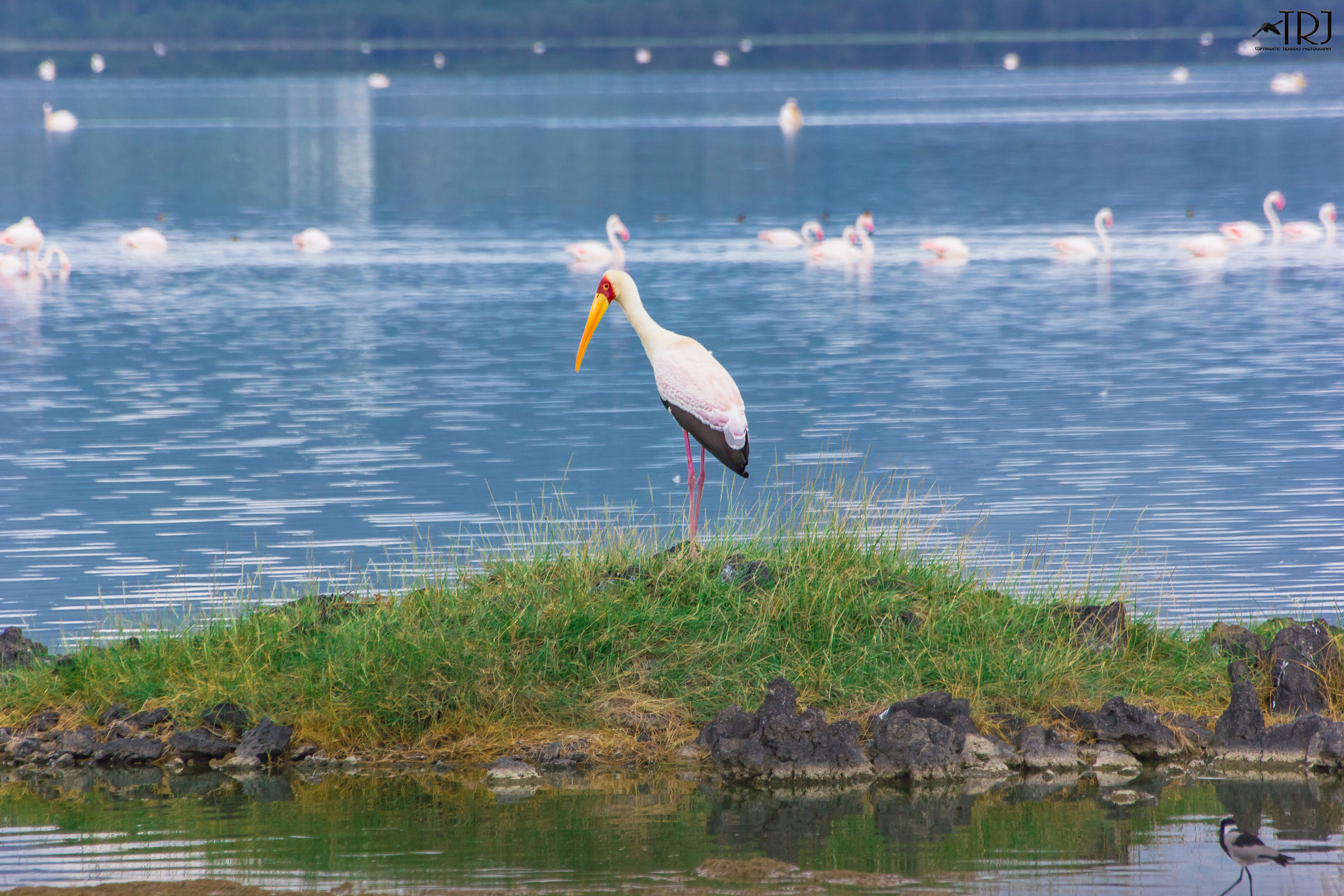 Canon EOS 550D (EOS Rebel T2i / EOS Kiss X4) sample photo. A yellow billed stork photography