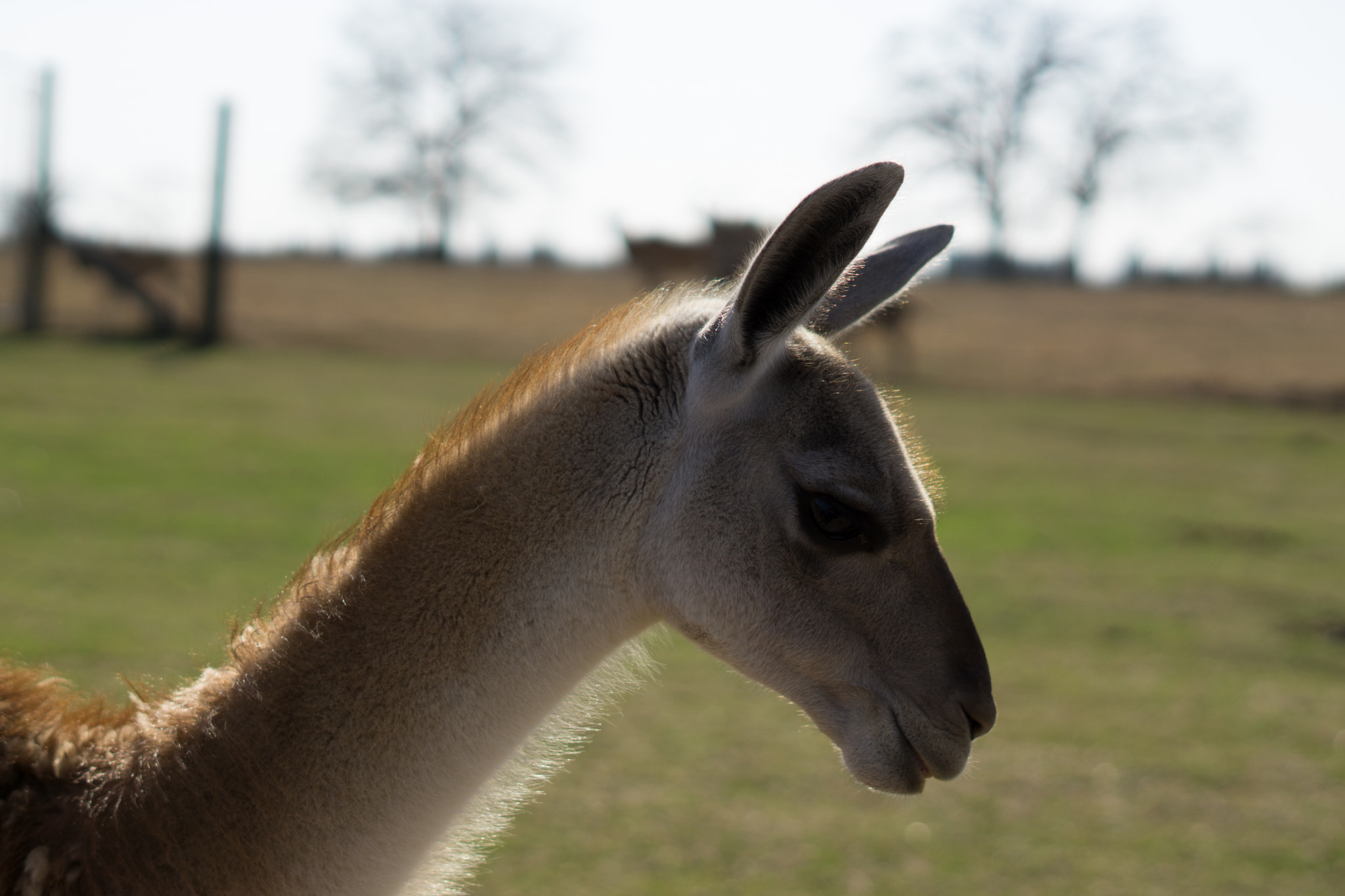 Sony FE 50mm F1.8 sample photo. Dsc photography
