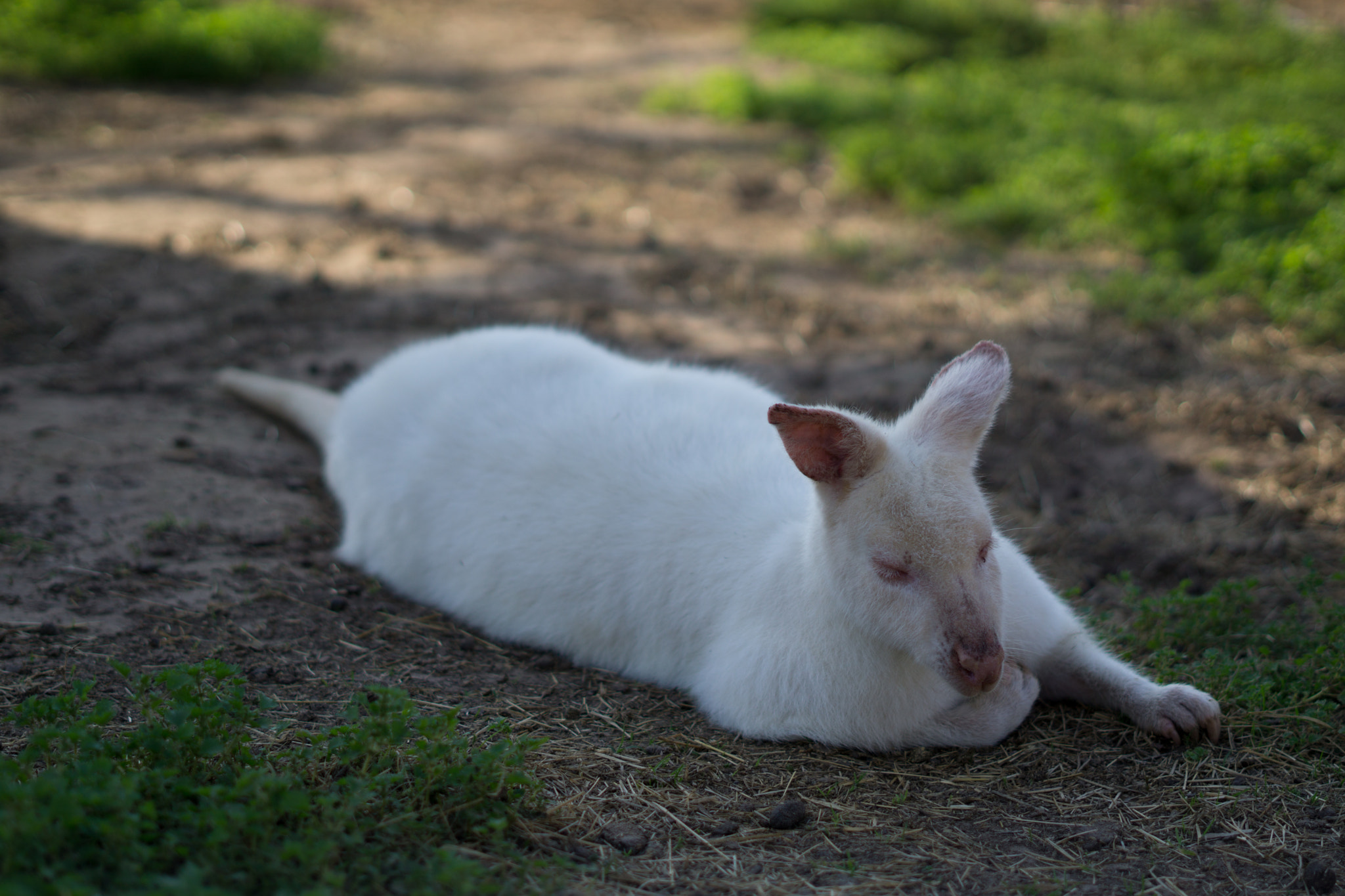 Sony FE 50mm F1.8 sample photo. Dsc photography