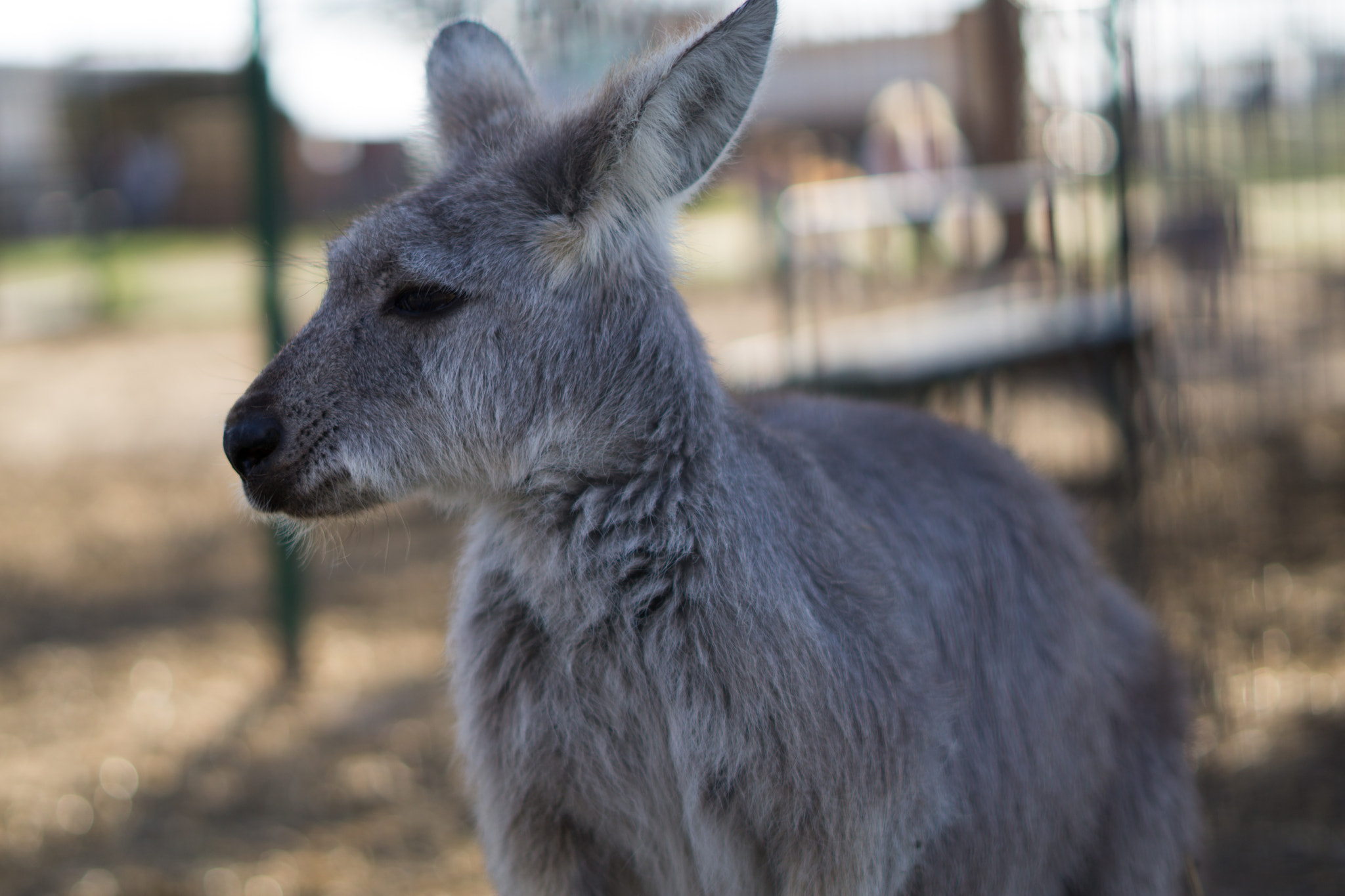 Sony FE 50mm F1.8 sample photo. Dsc photography