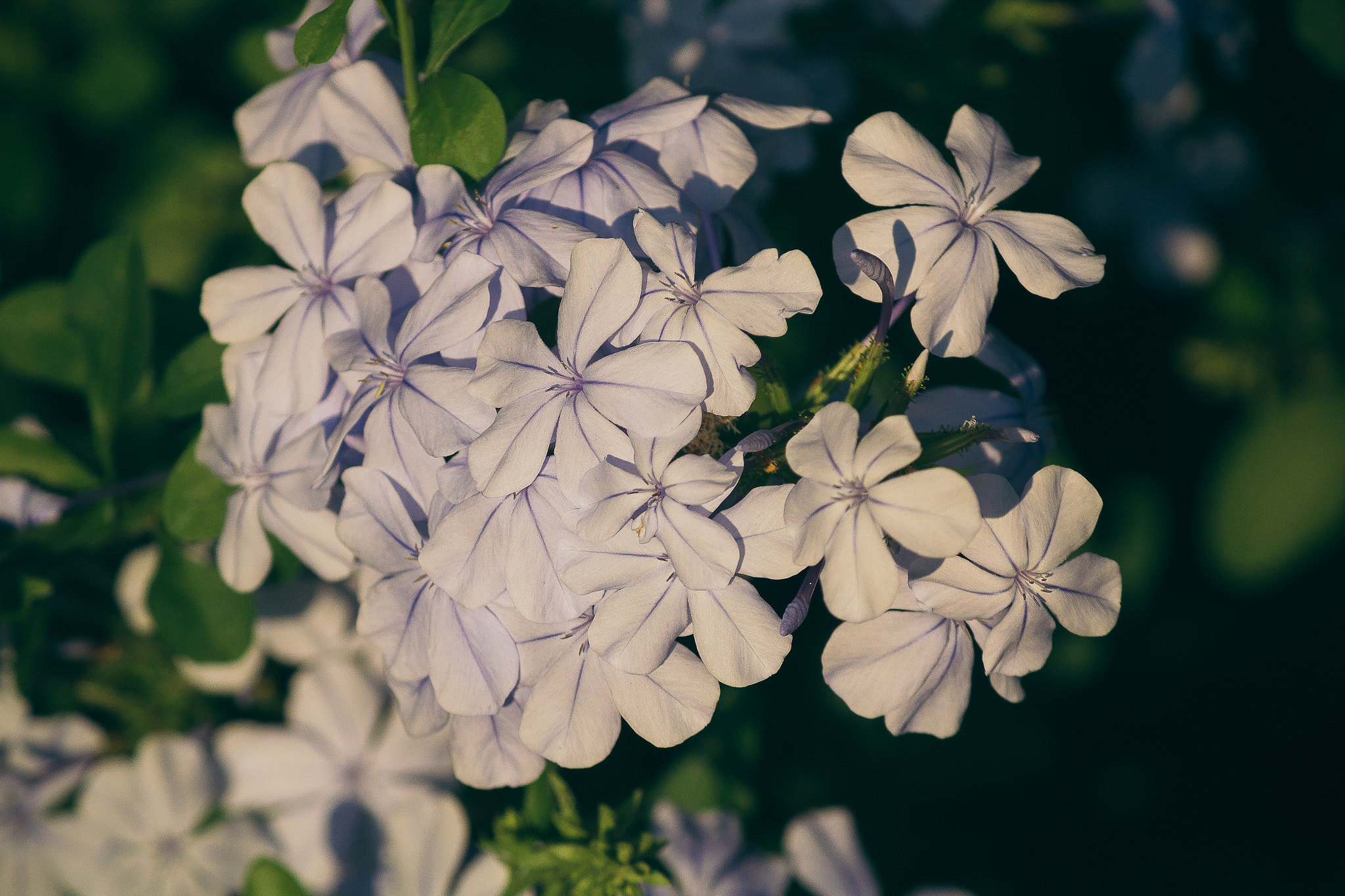 Canon EF-S 55-250mm F4-5.6 IS II sample photo. White and purple photography