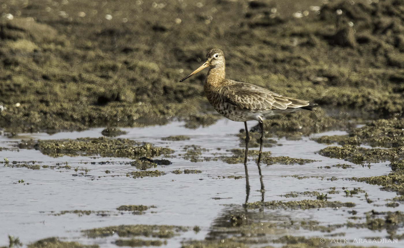 Nikon AF-S Nikkor 800mm F5.6E FL ED VR sample photo. Long bill boy photography