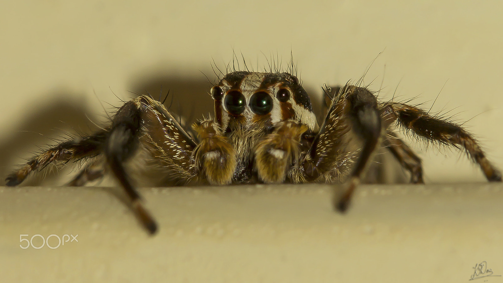 Canon EF 100mm F2.8 Macro USM sample photo. Salticidae photography
