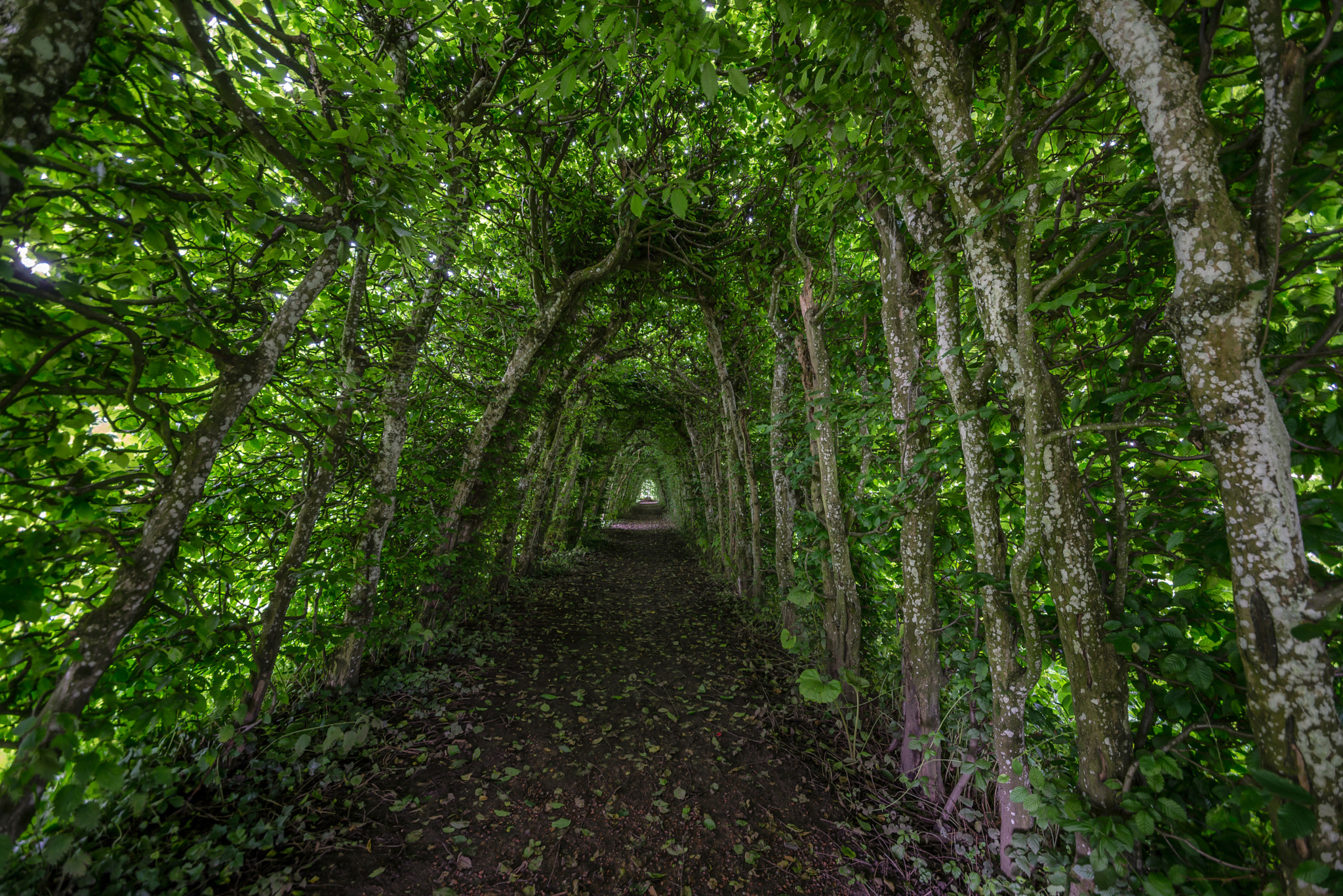 Sigma 12-24mm F4.5-5.6 II DG HSM sample photo. Green tunnel photography