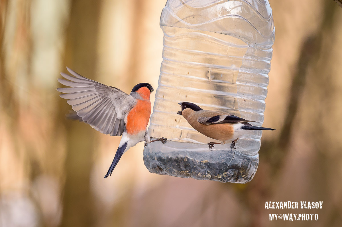 Nikon D4S sample photo. Eurasian bullfinch photography