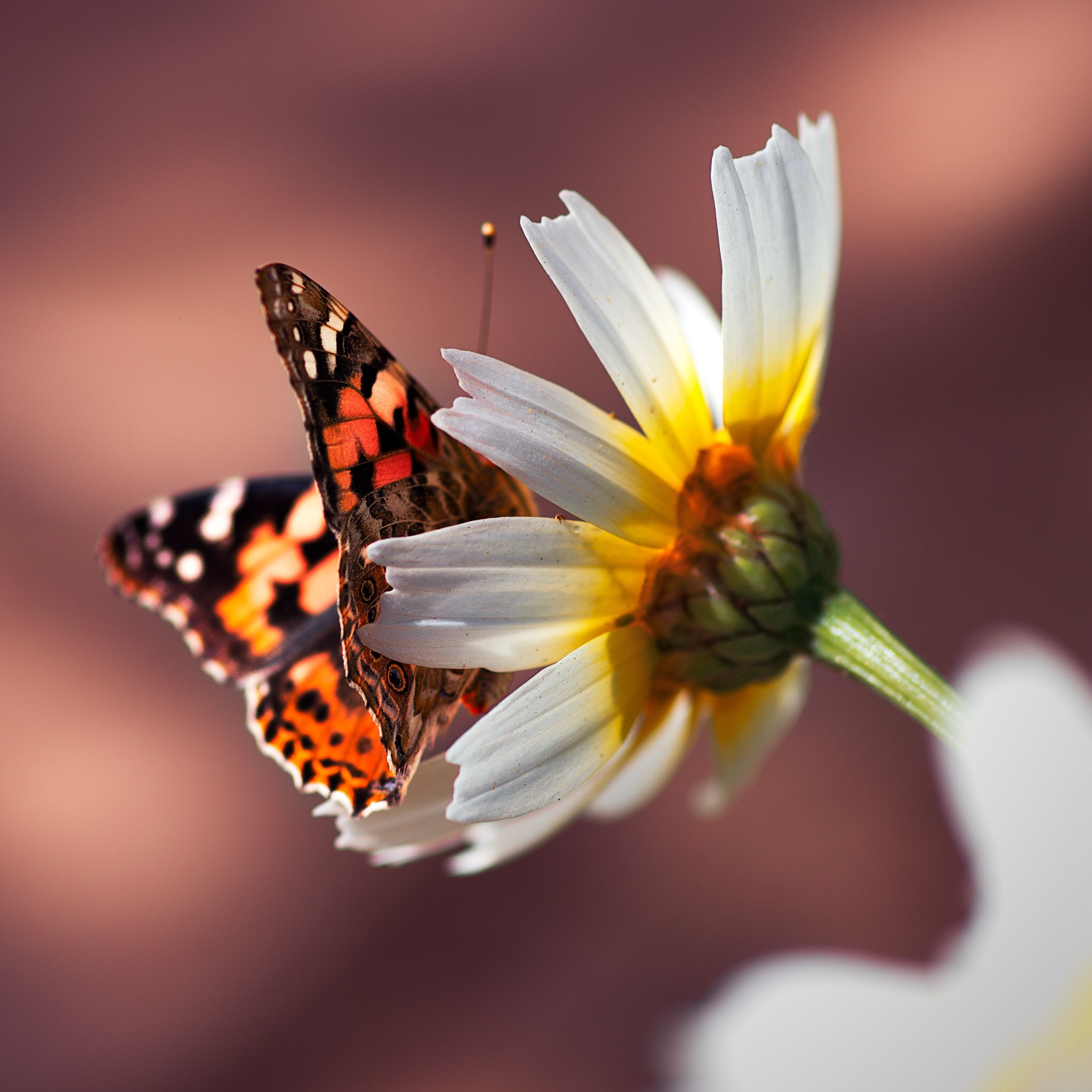 Pentax K-5 IIs + Pentax smc D-FA 100mm F2.8 Macro WR sample photo. Butterfly photography