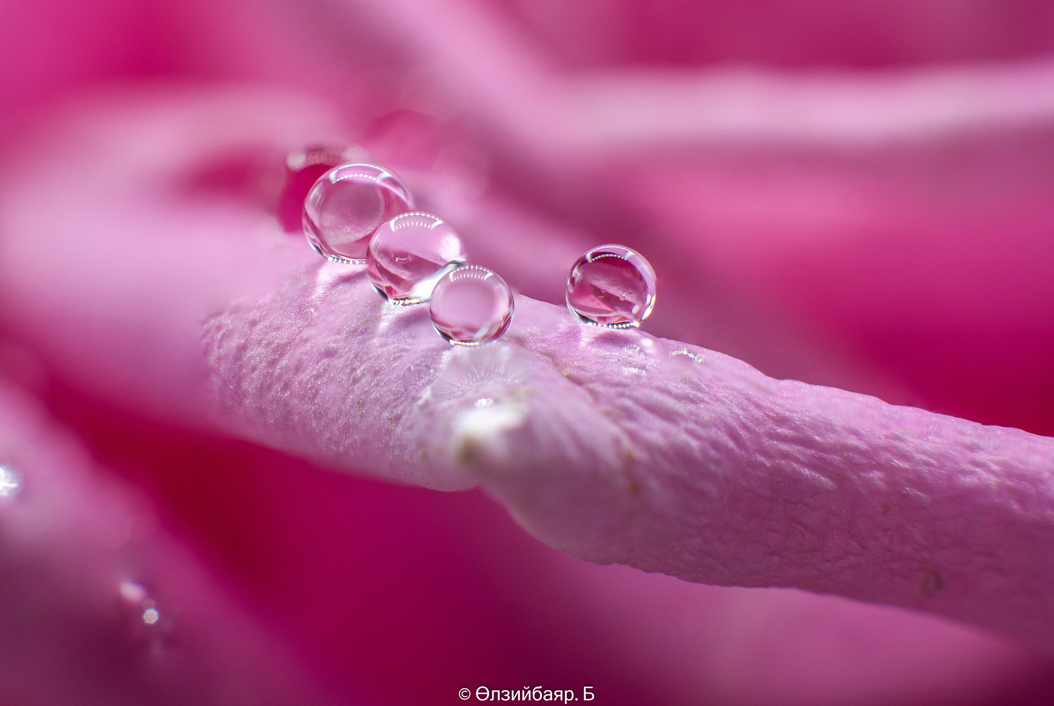Nikon AF Nikkor 50mm F1.4D sample photo. Rose photography