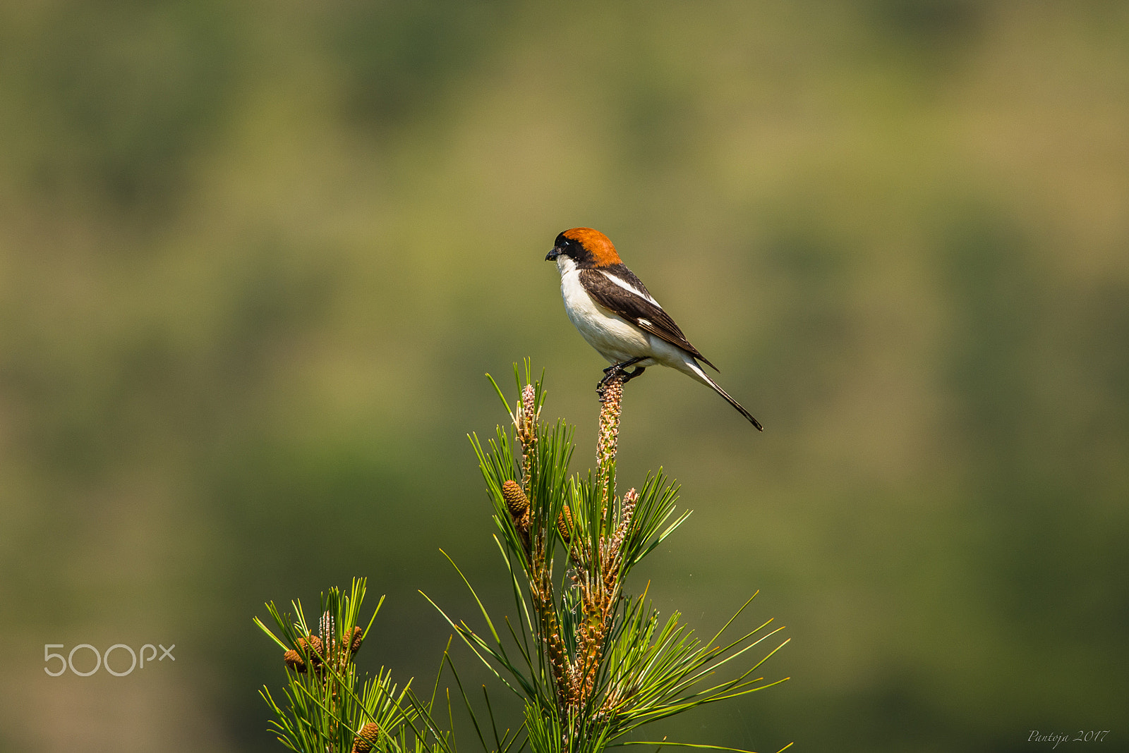 Nikon D600 + Nikon AF-S Nikkor 300mm F4D ED-IF sample photo. Woodchat shrike photography