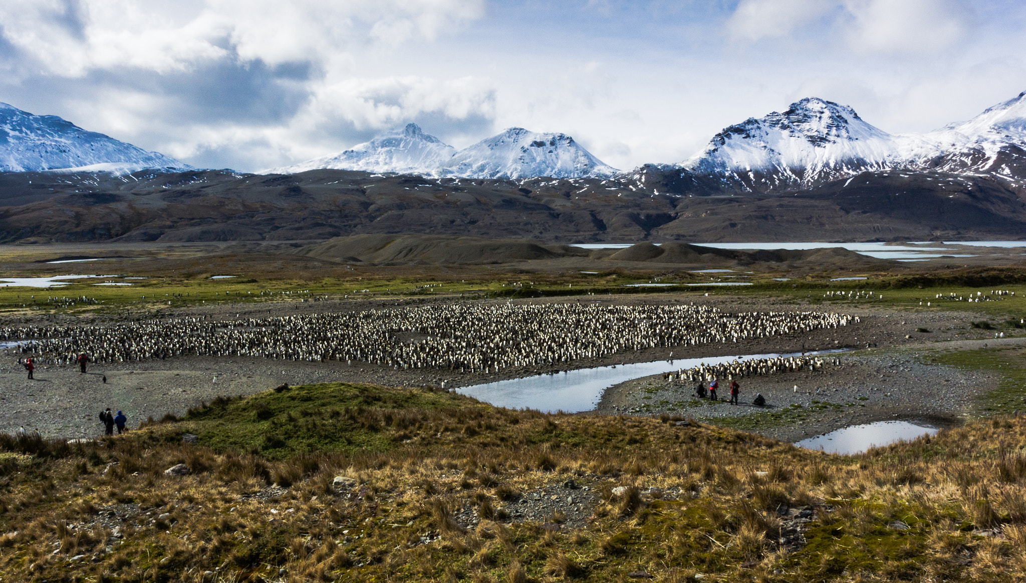 Nikon 1 AW1 + Nikon 1 Nikkor AW 11-27.5mm F3.5-5.6 sample photo. Penguin colony in south georgia photography