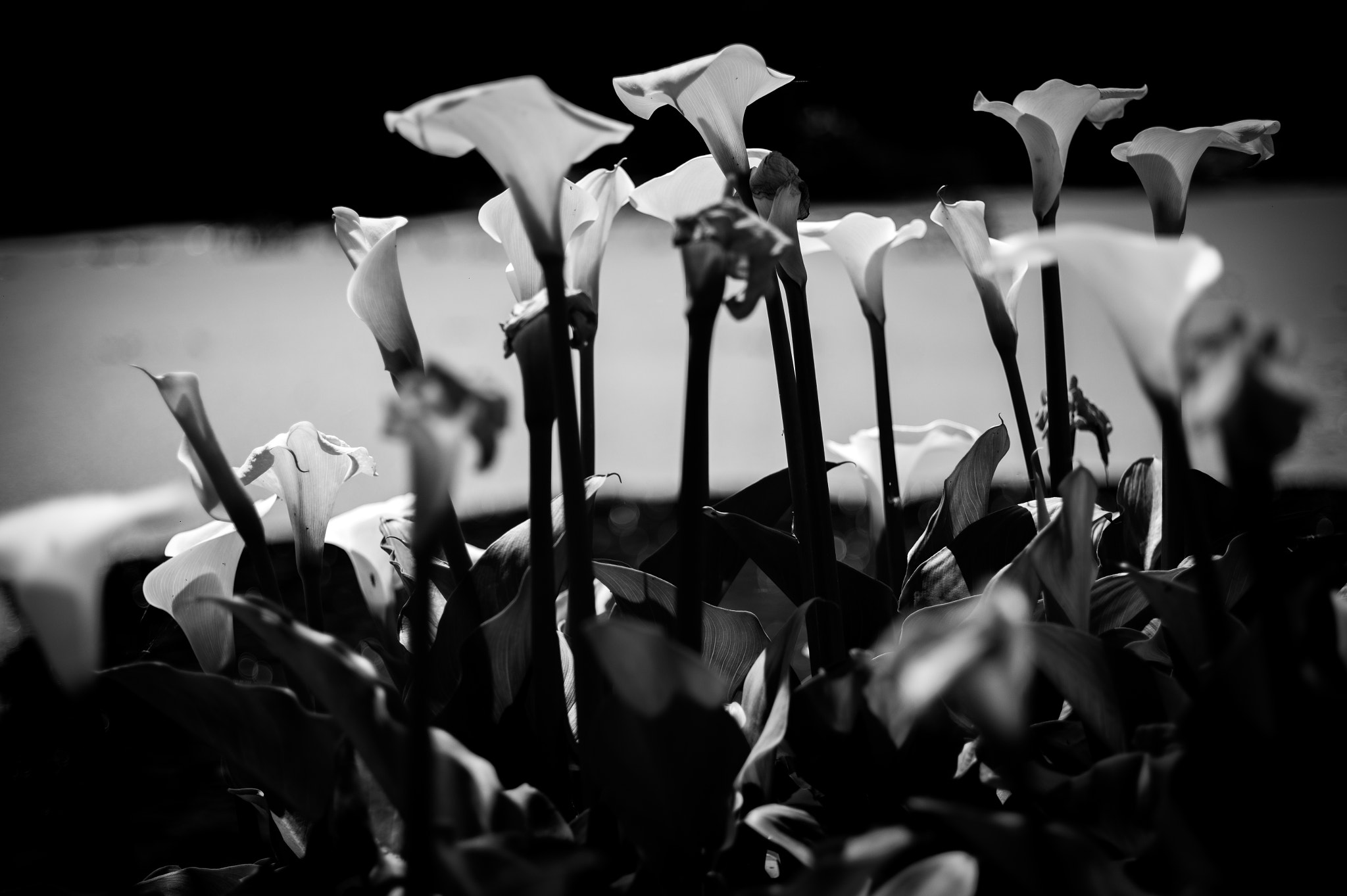 Leica M9 + Summicron-M 50mm f/2 (III) sample photo