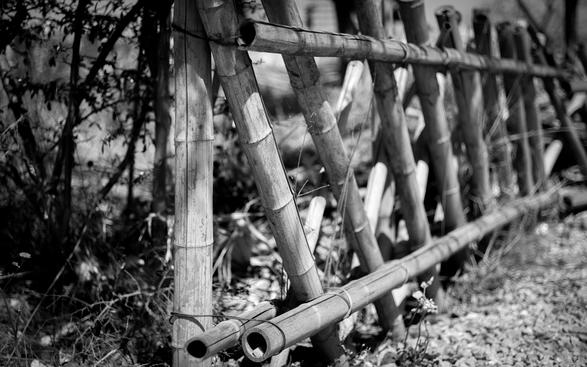 Leica M9 + Summicron-M 50mm f/2 (III) sample photo