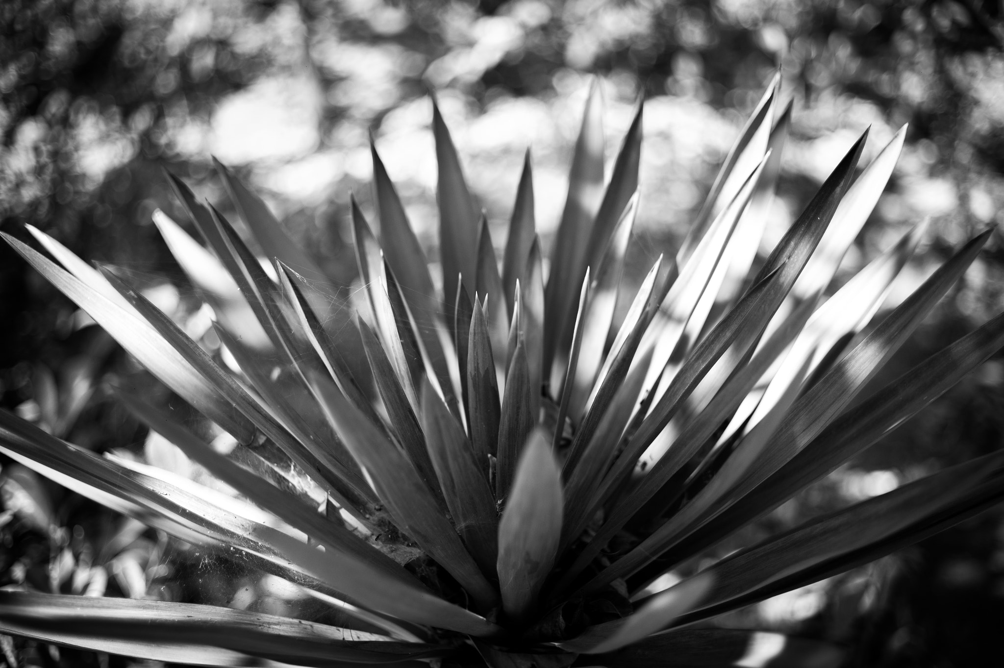 Leica M9 + Summicron-M 50mm f/2 (III) sample photo