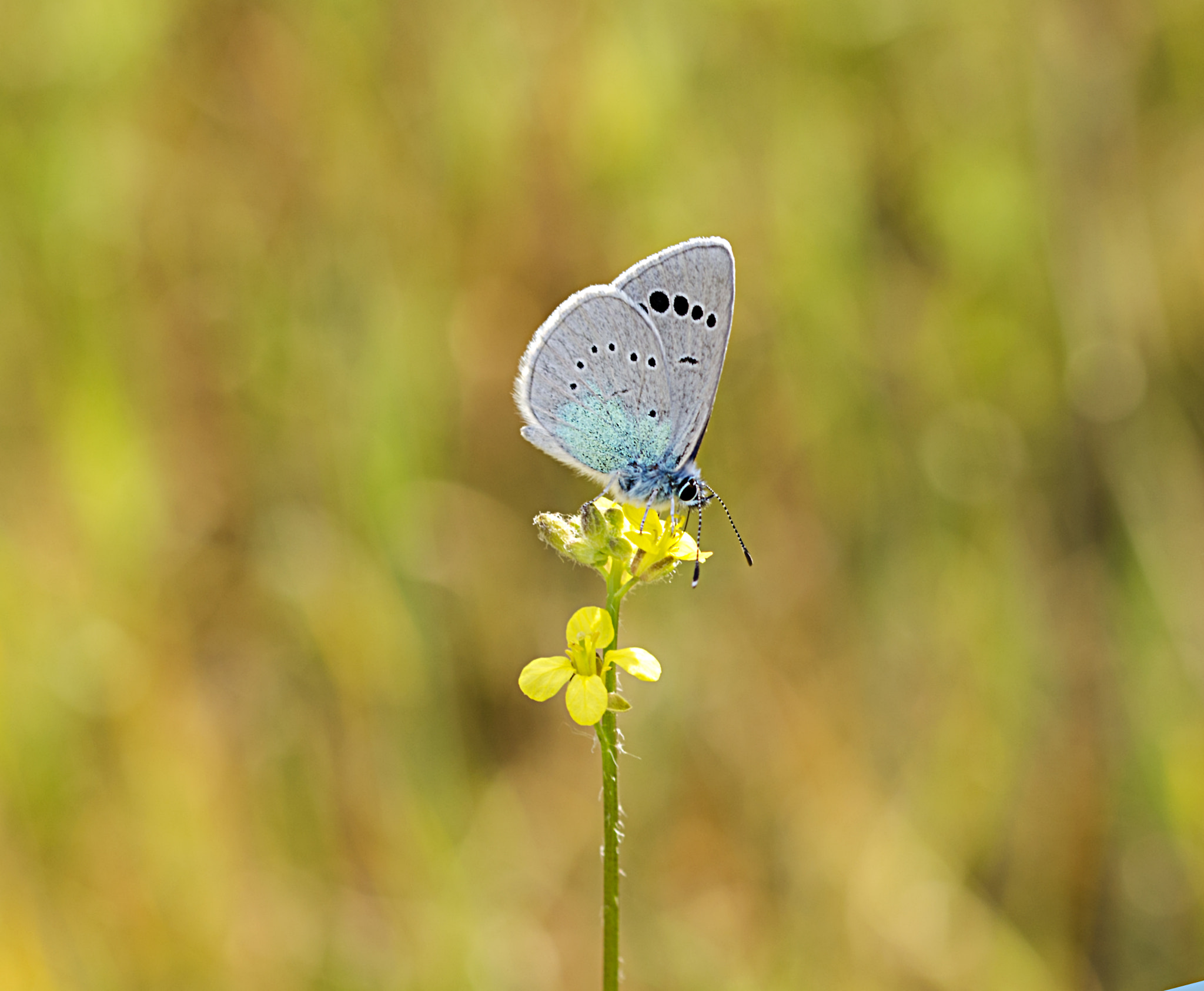 Sigma 105mm F2.8 EX DG OS HSM sample photo. Blue photography