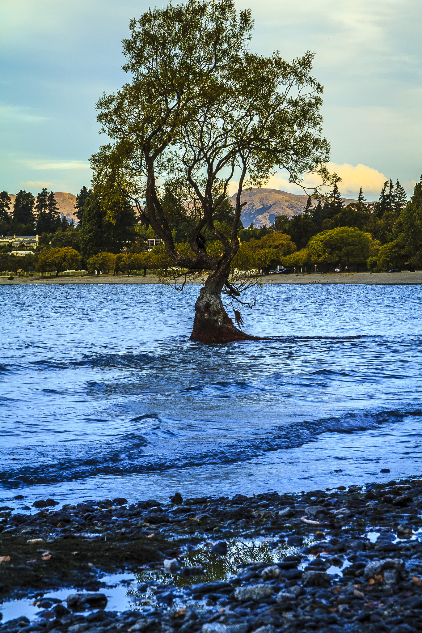 Canon EF-S 17-85mm F4-5.6 IS USM sample photo. Iconic wanaka tree on windy evening photography